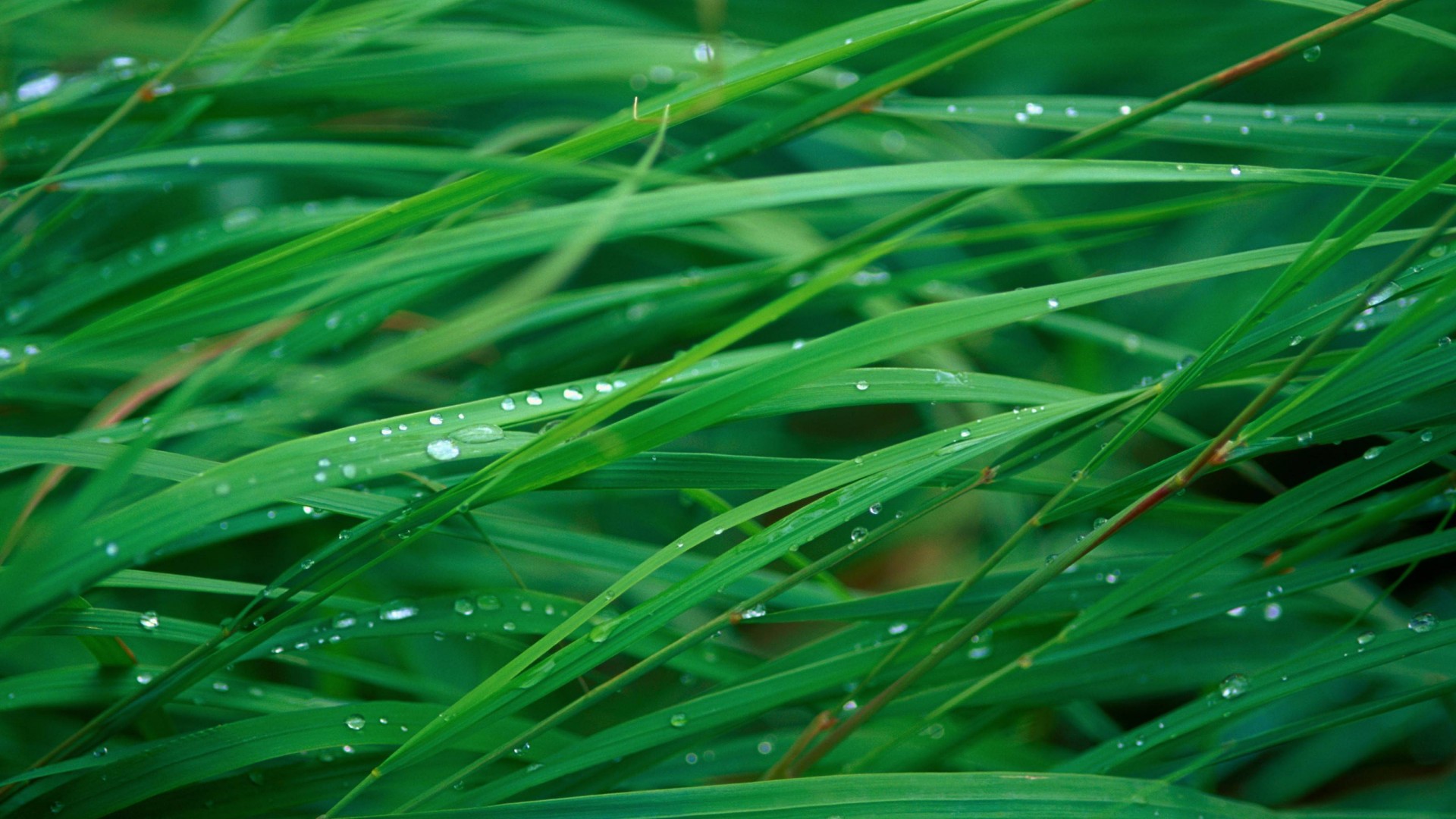 Grass Hd Wallpapers