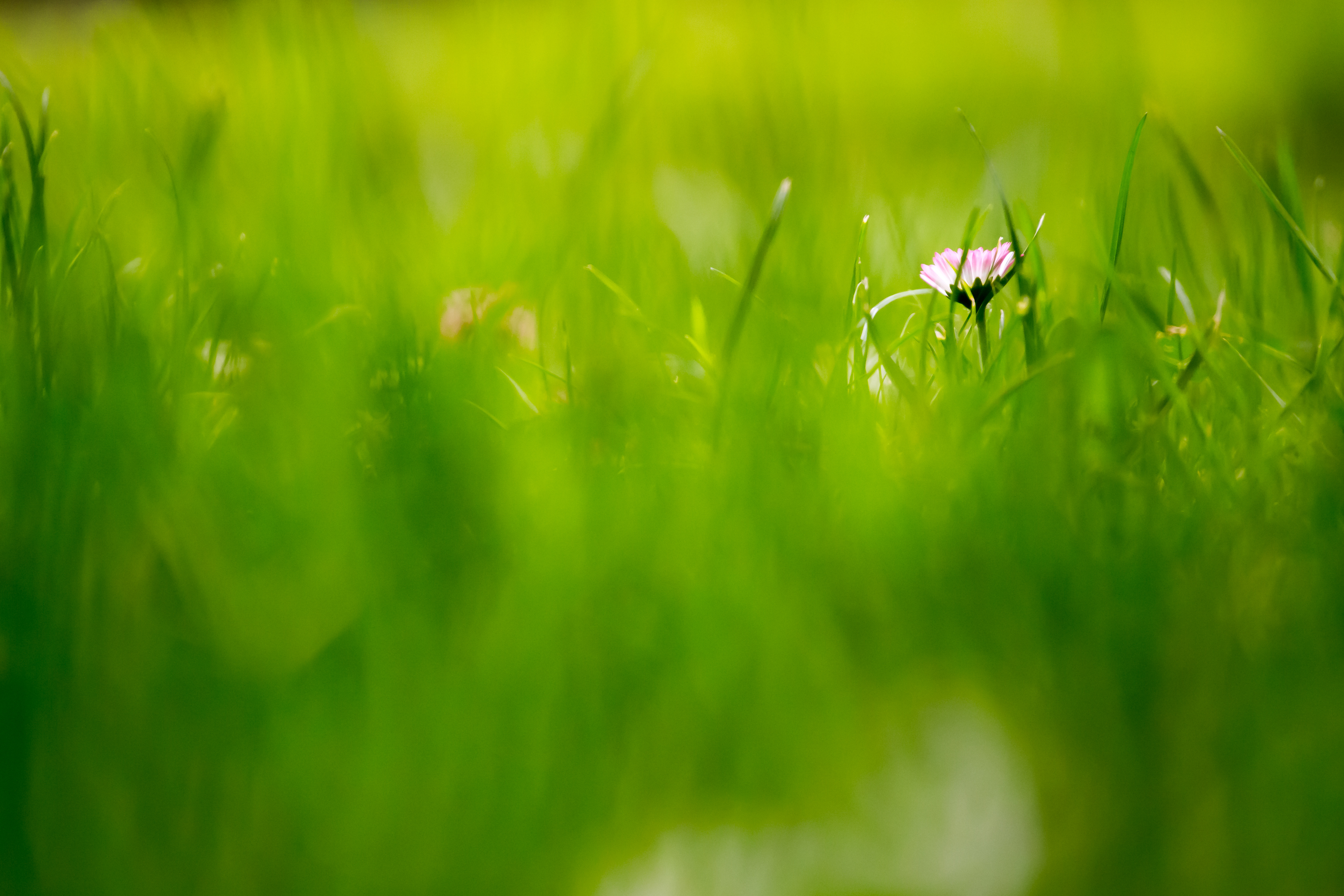 Grass Hd Wallpapers