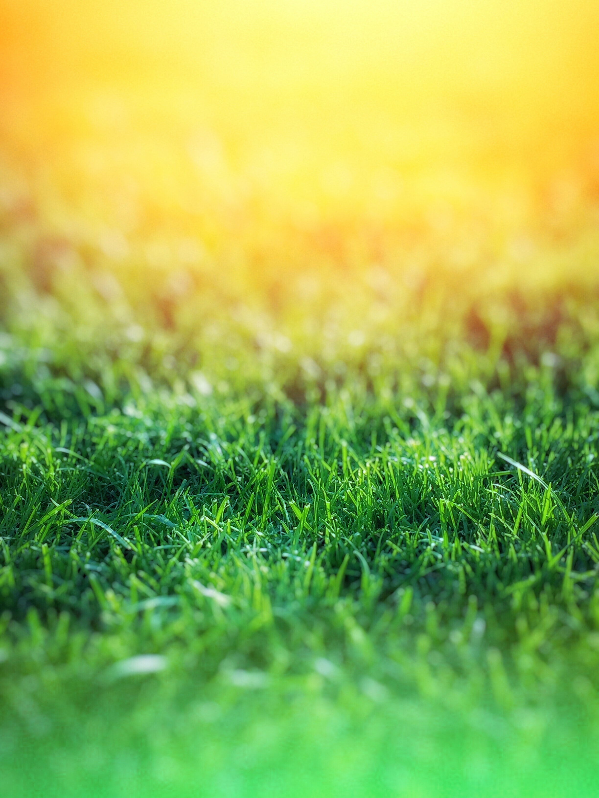 Grass Hd Wallpapers