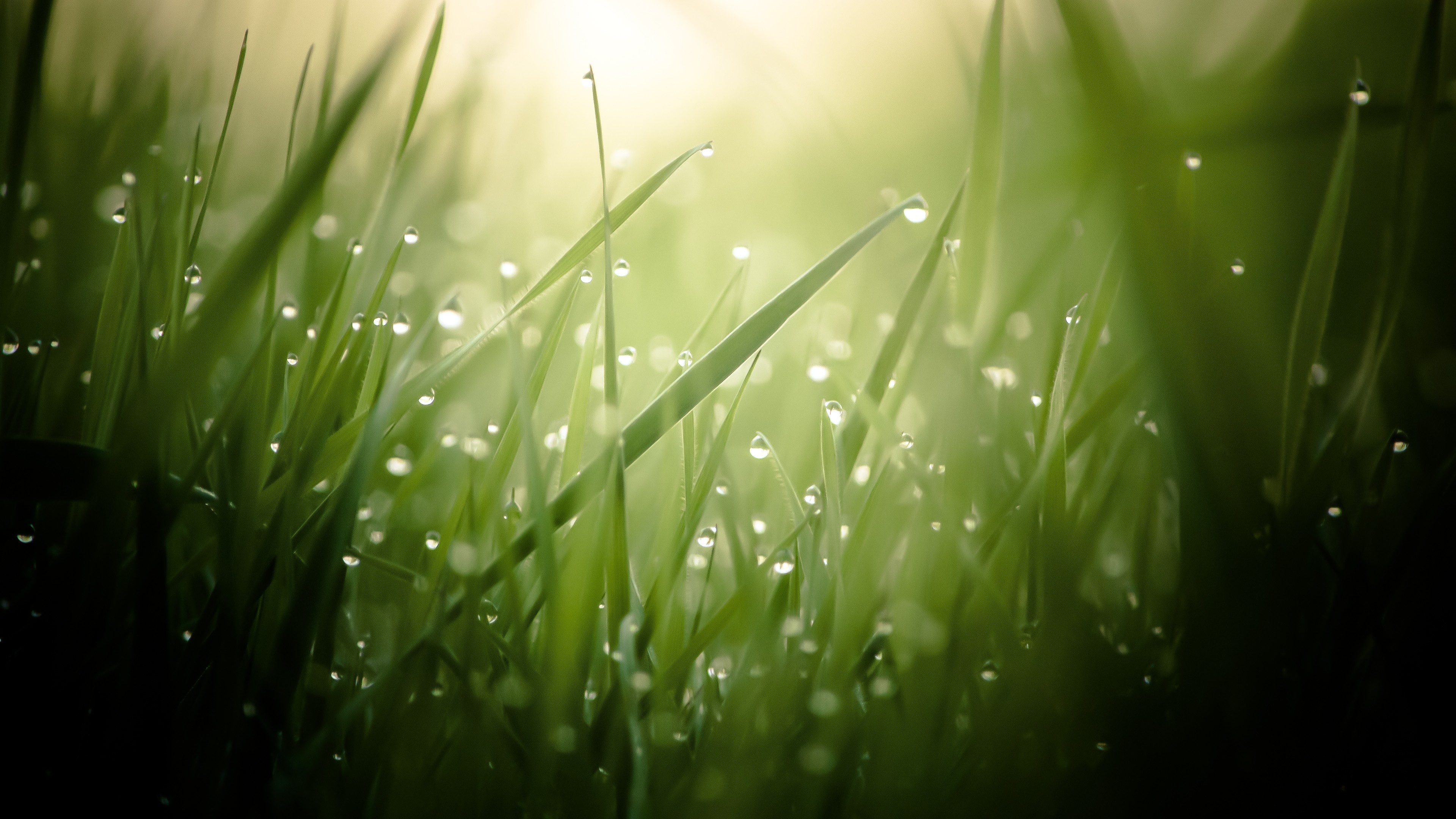 Grass Hd Wallpapers