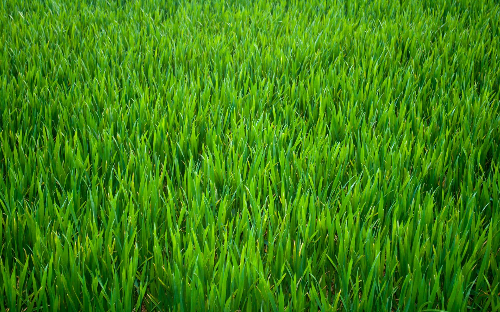 Grass Hd Wallpapers