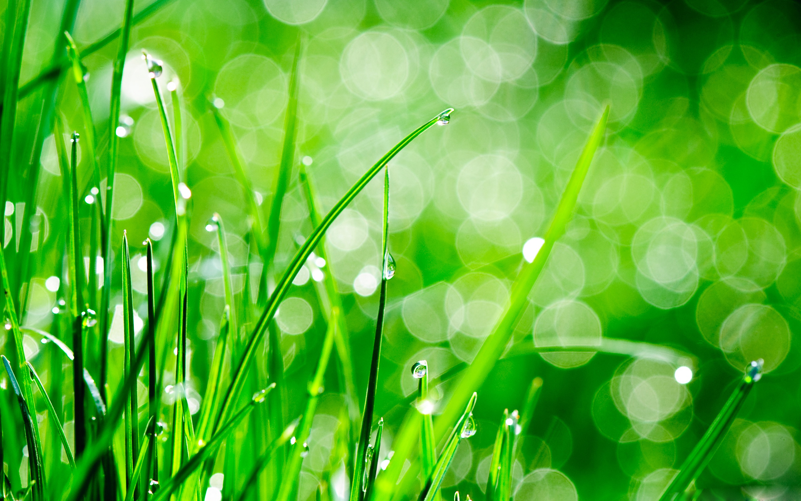 Grass Hd Wallpapers