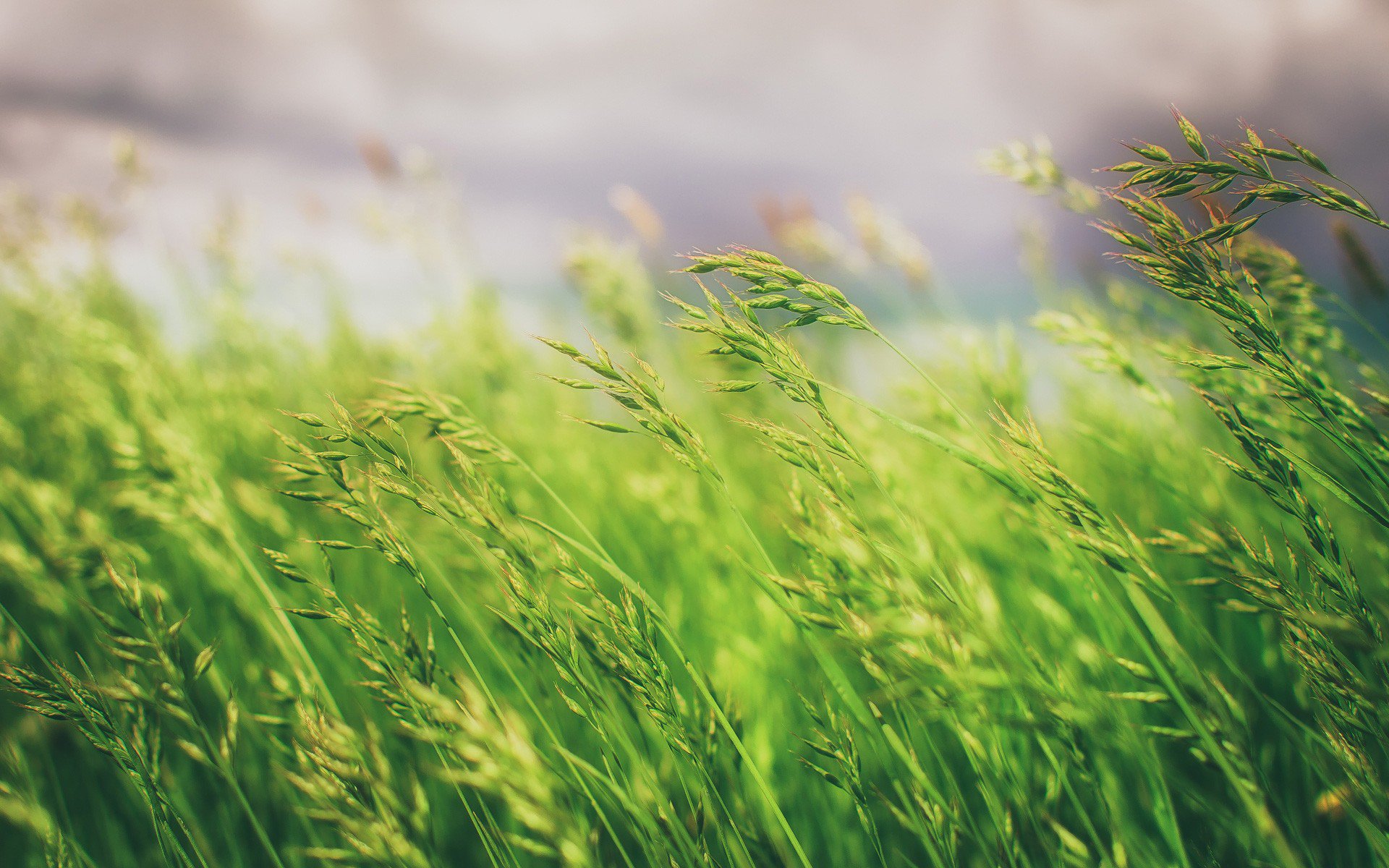 Grass Hd Wallpapers