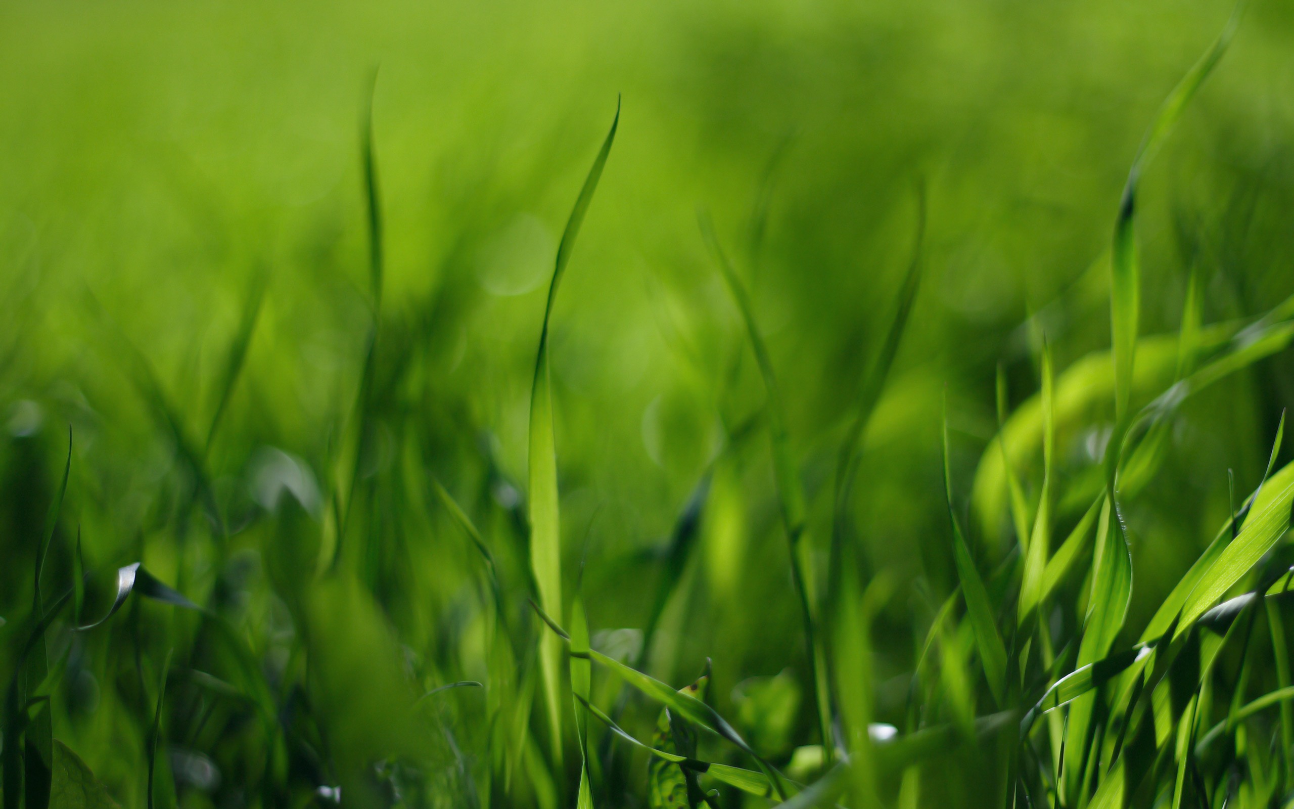 Grass Hd Wallpapers