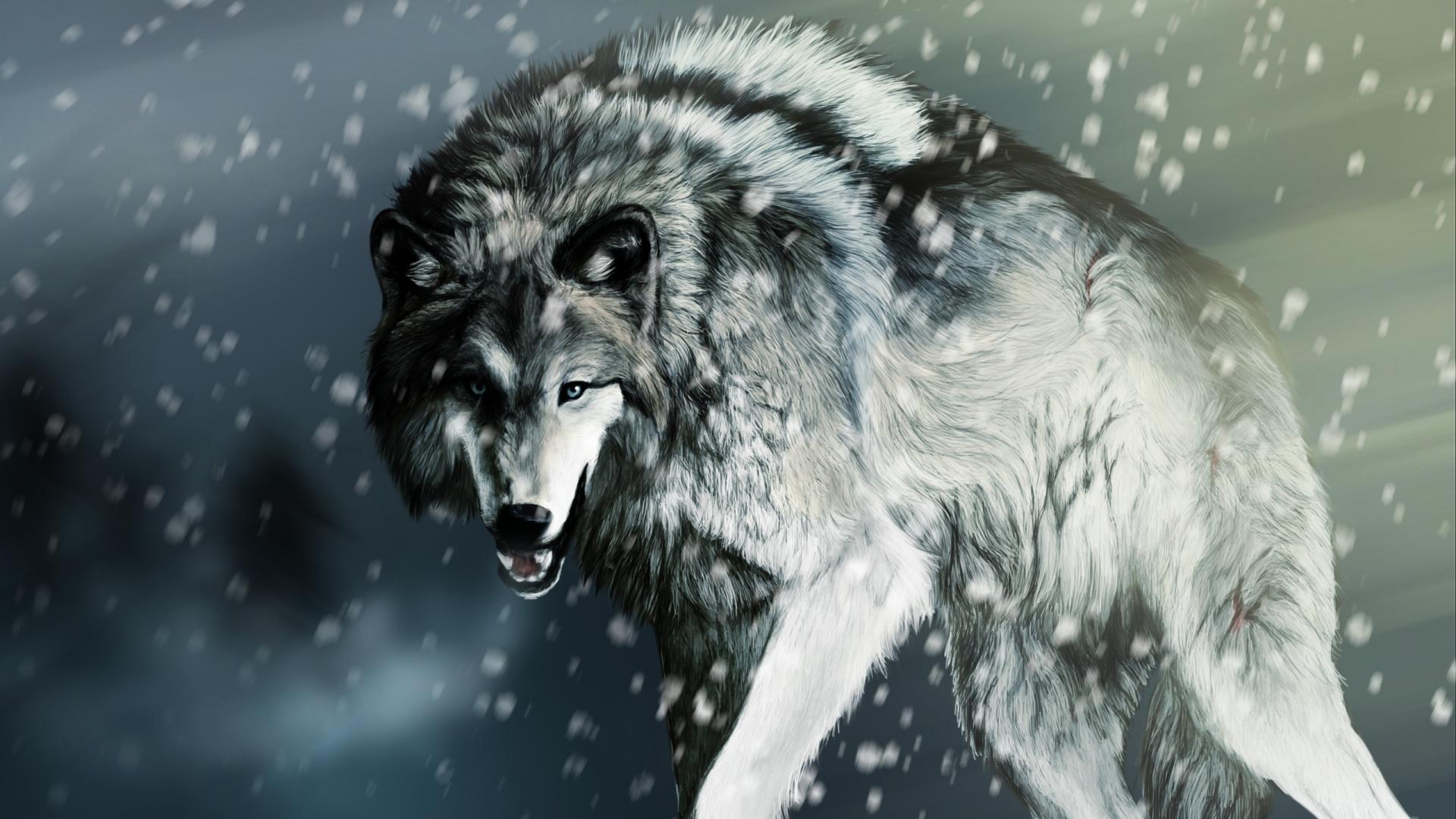 Gray Wolf Wallpapers