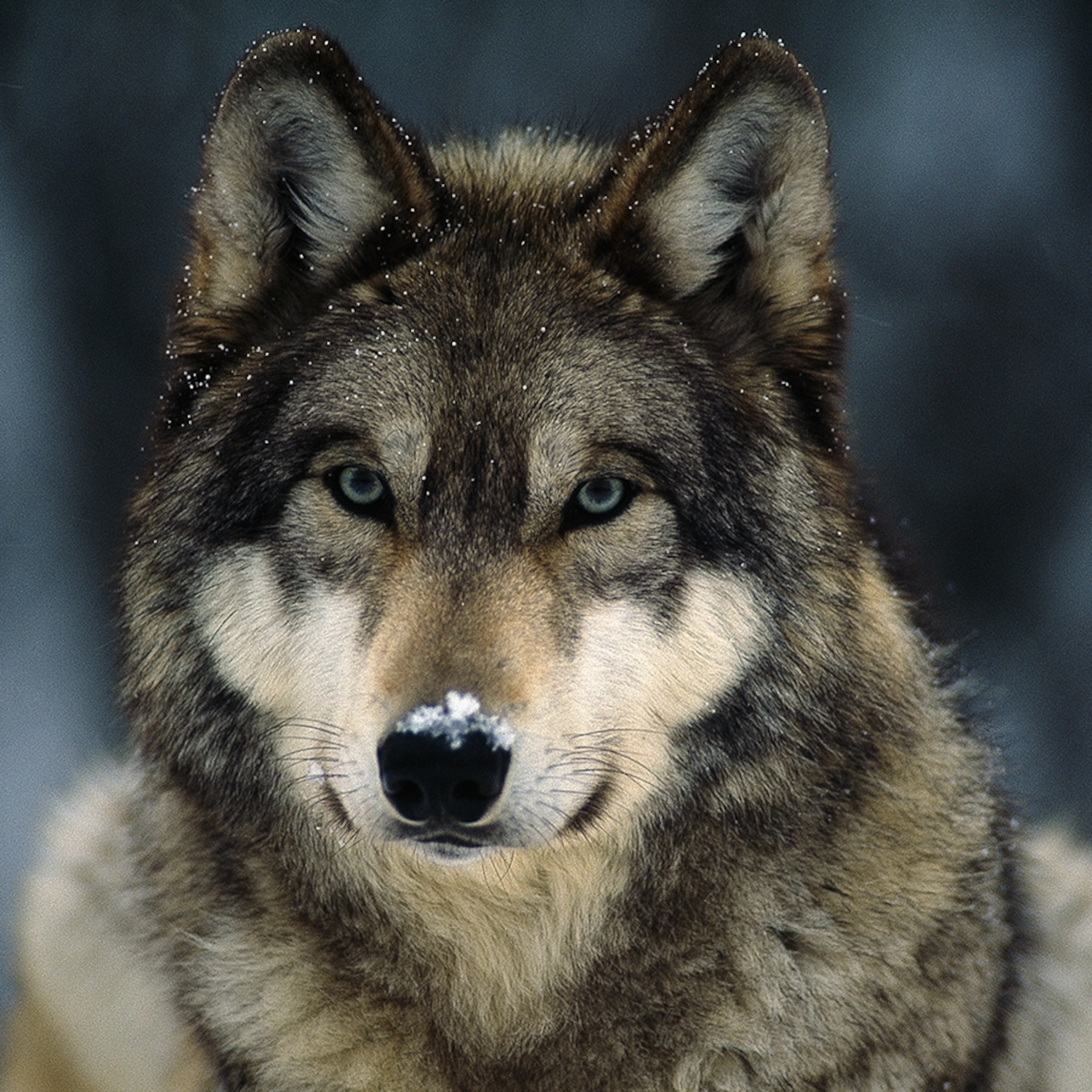 Gray Wolf Wallpapers