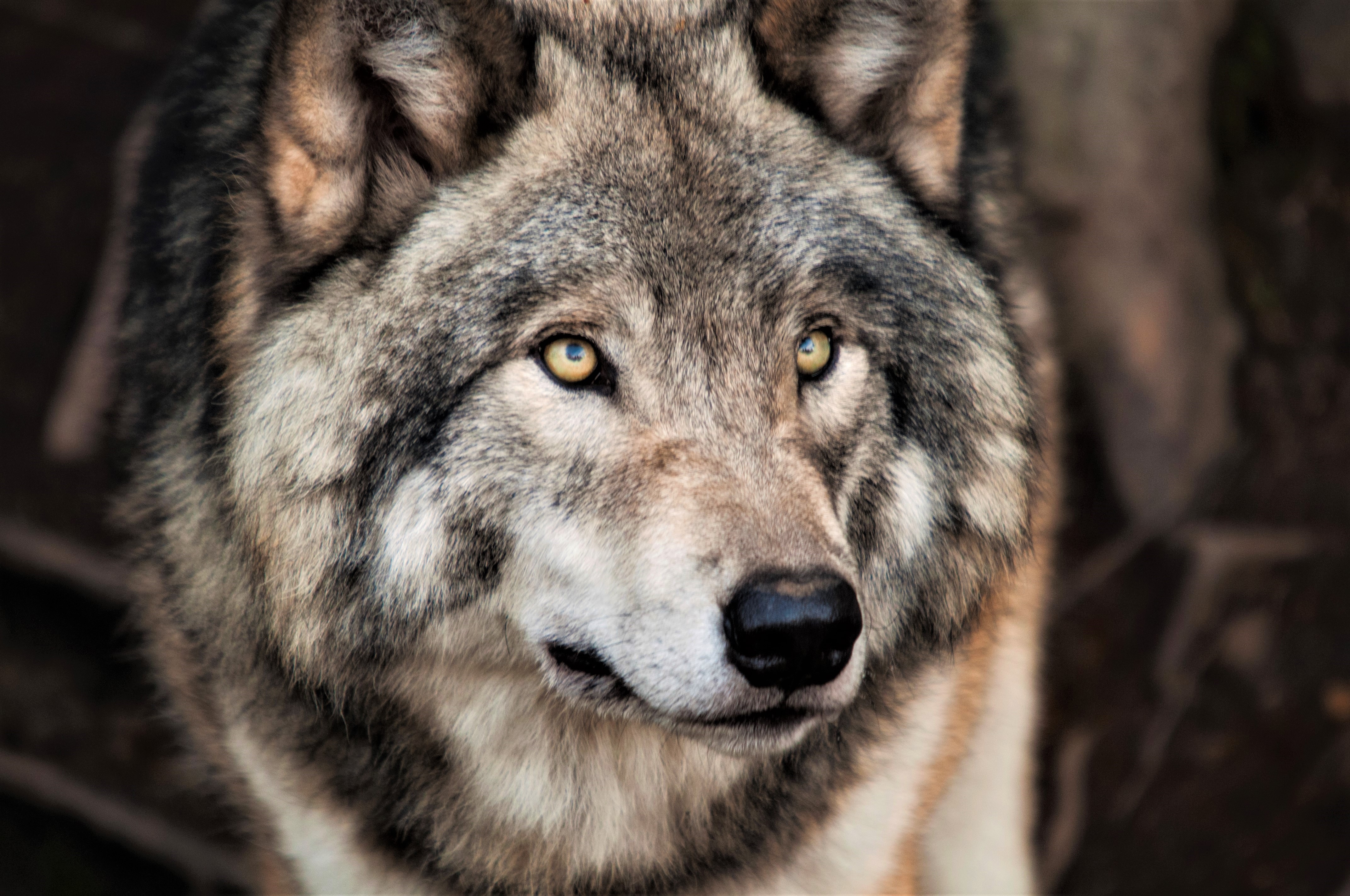 Gray Wolf Wallpapers