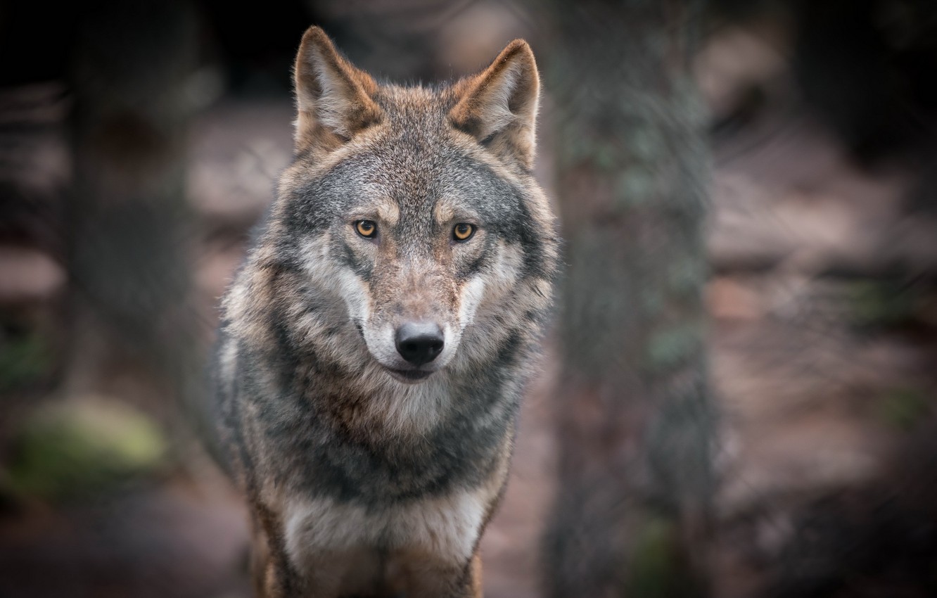 Gray Wolf Wallpapers