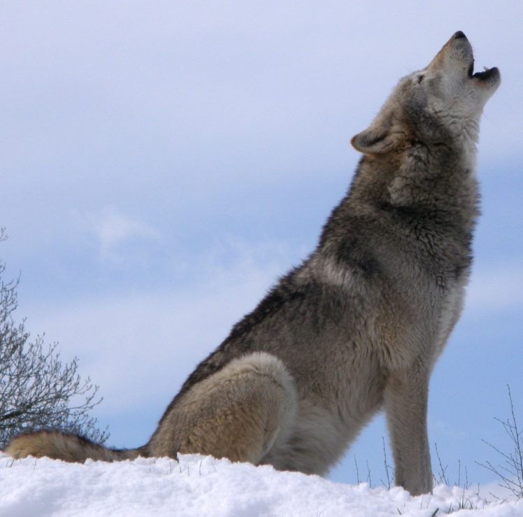 Gray Wolf Wallpapers