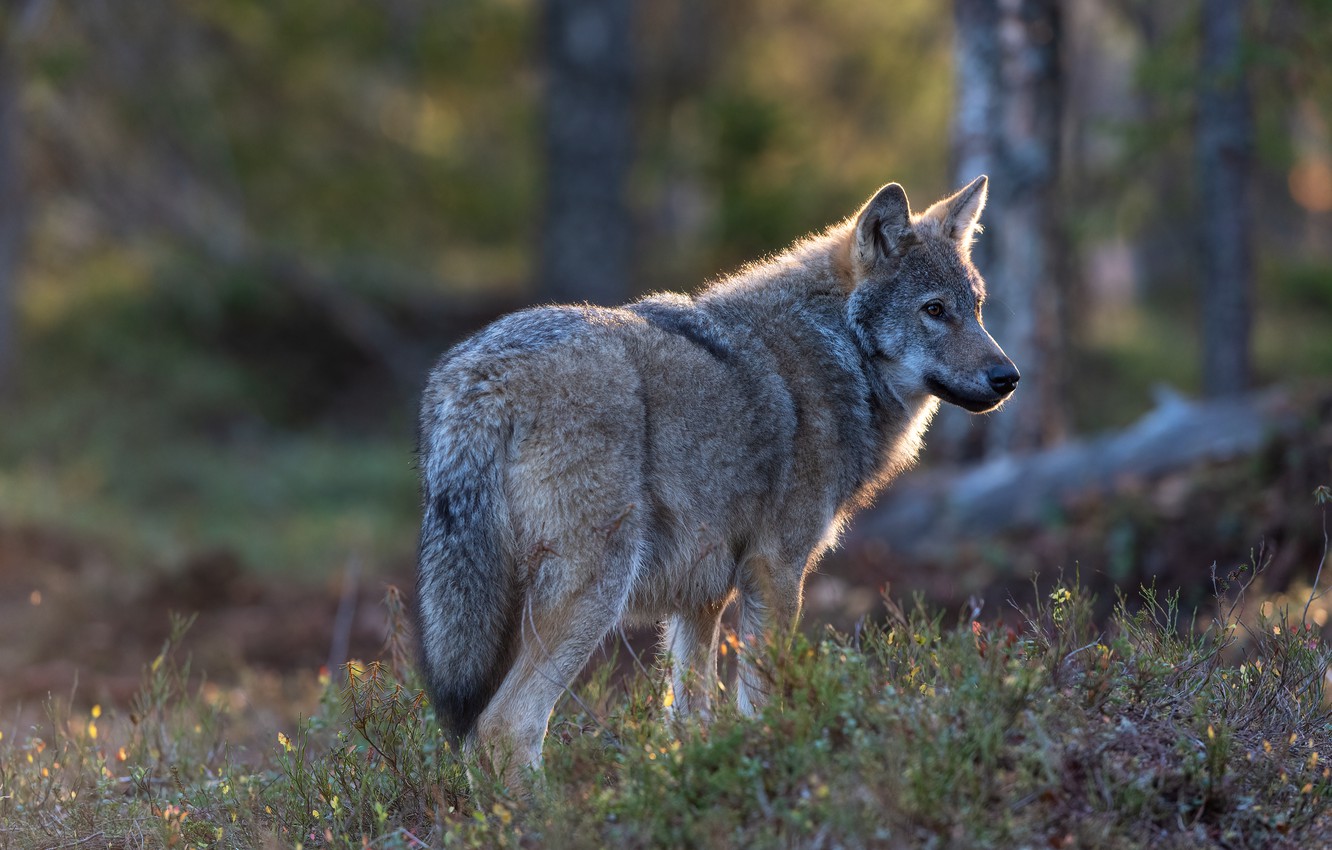 Gray Wolf Wallpapers