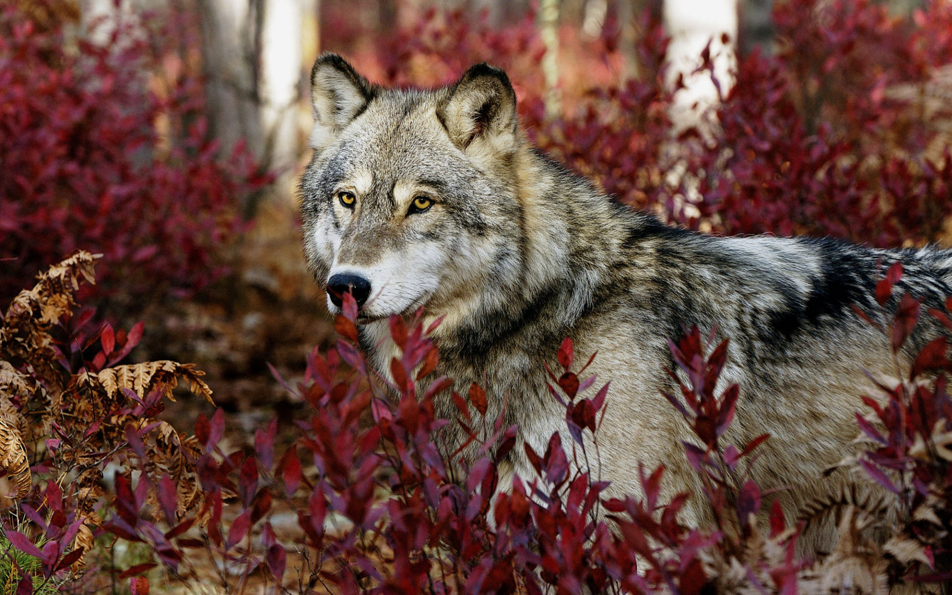 Gray Wolf Wallpapers