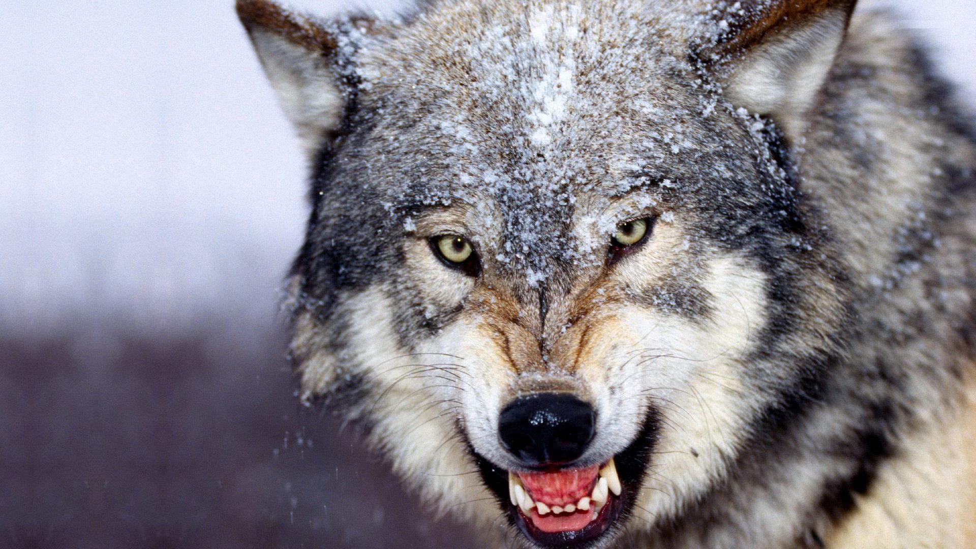 Gray Wolf Wallpapers