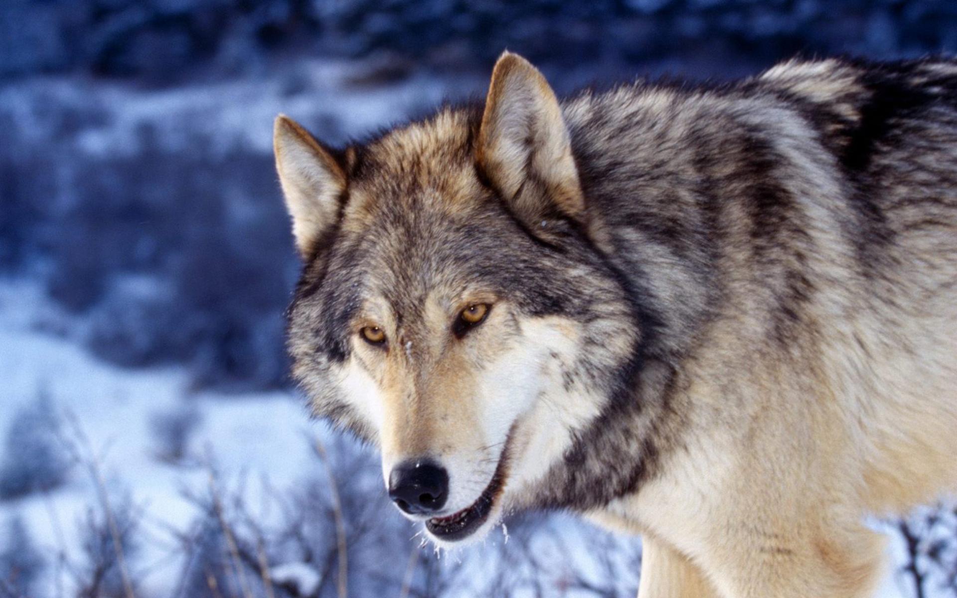 Gray Wolf Wallpapers