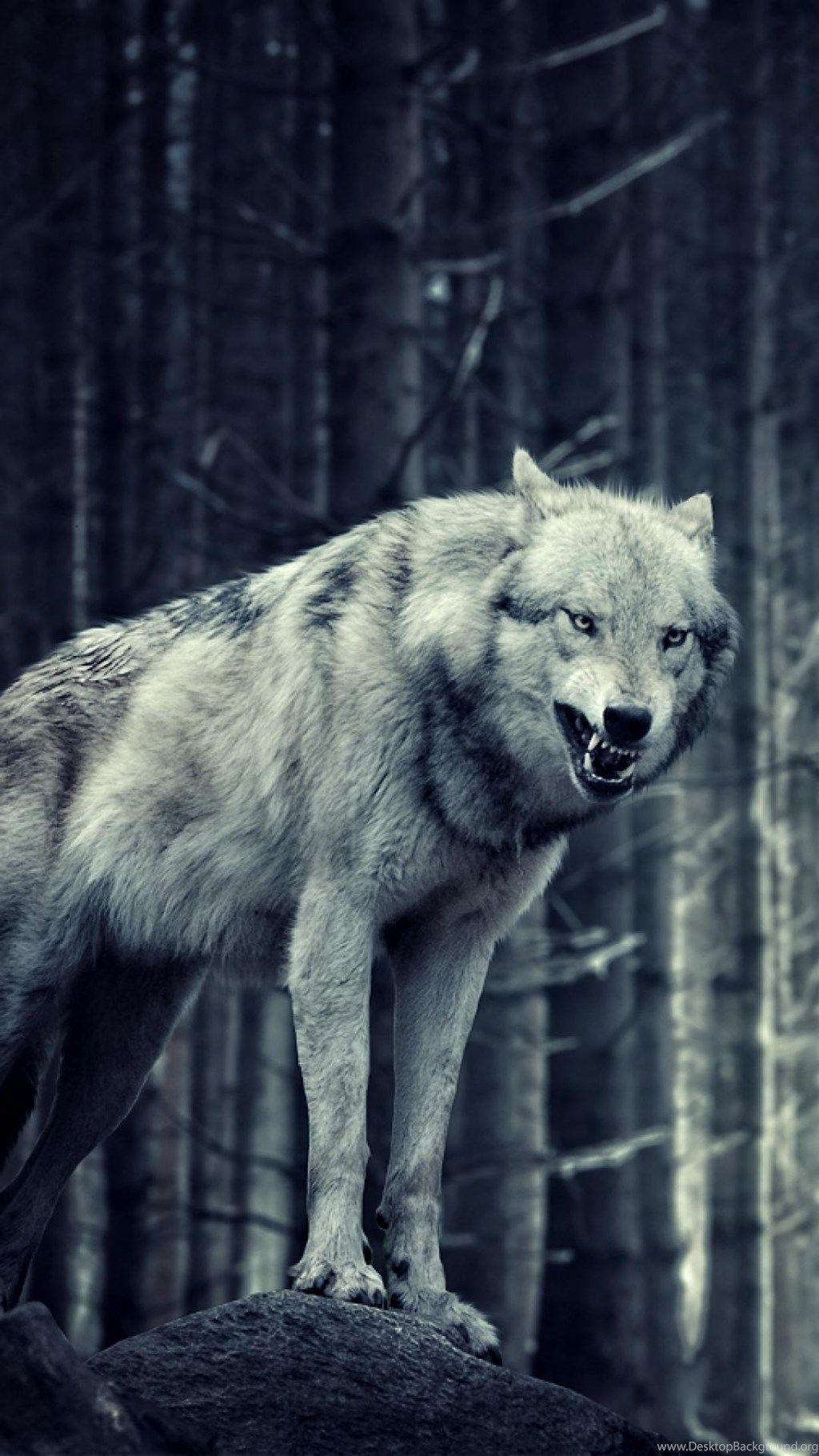 Gray Wolf Wallpapers