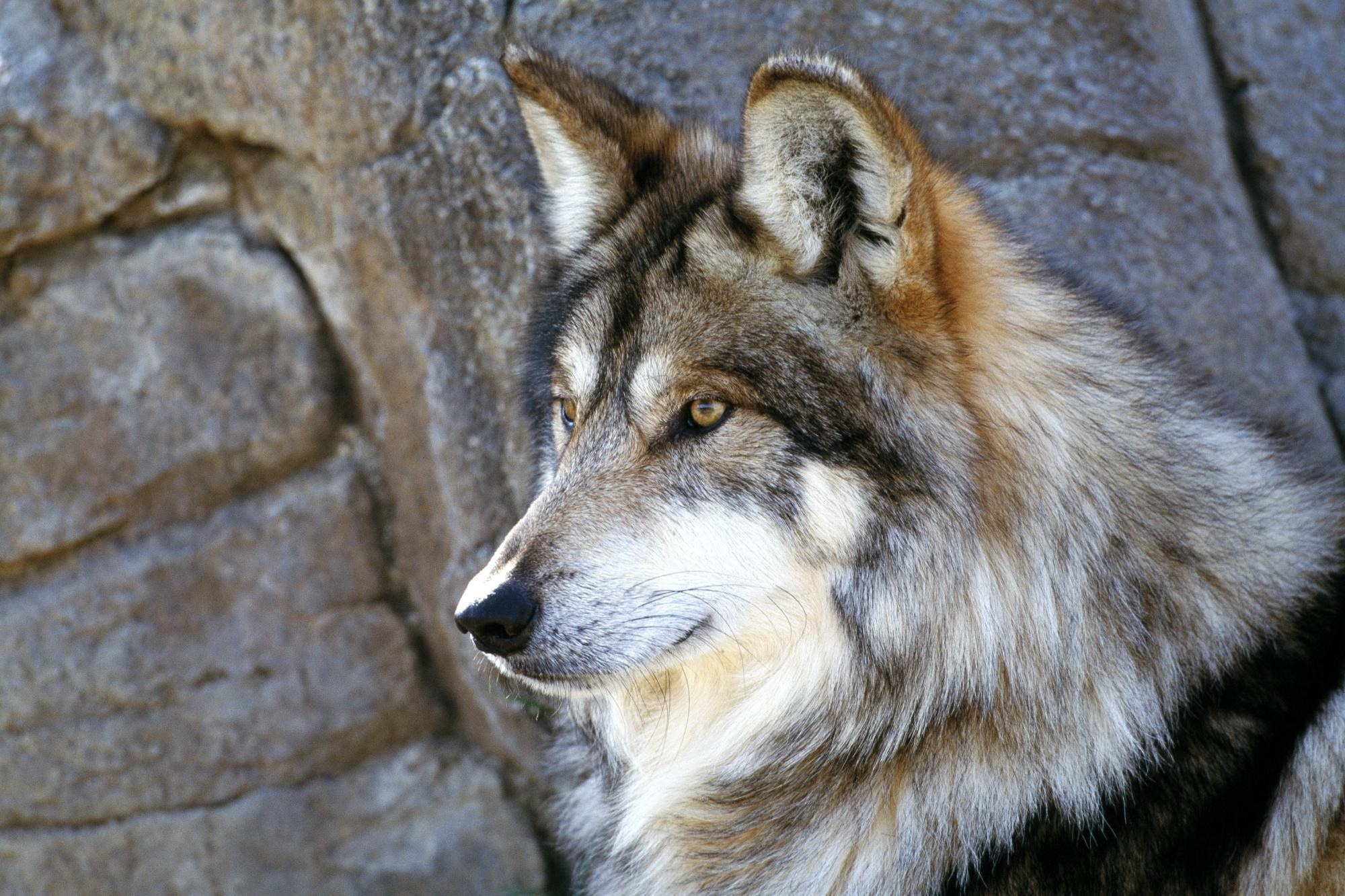 Gray Wolf Wallpapers