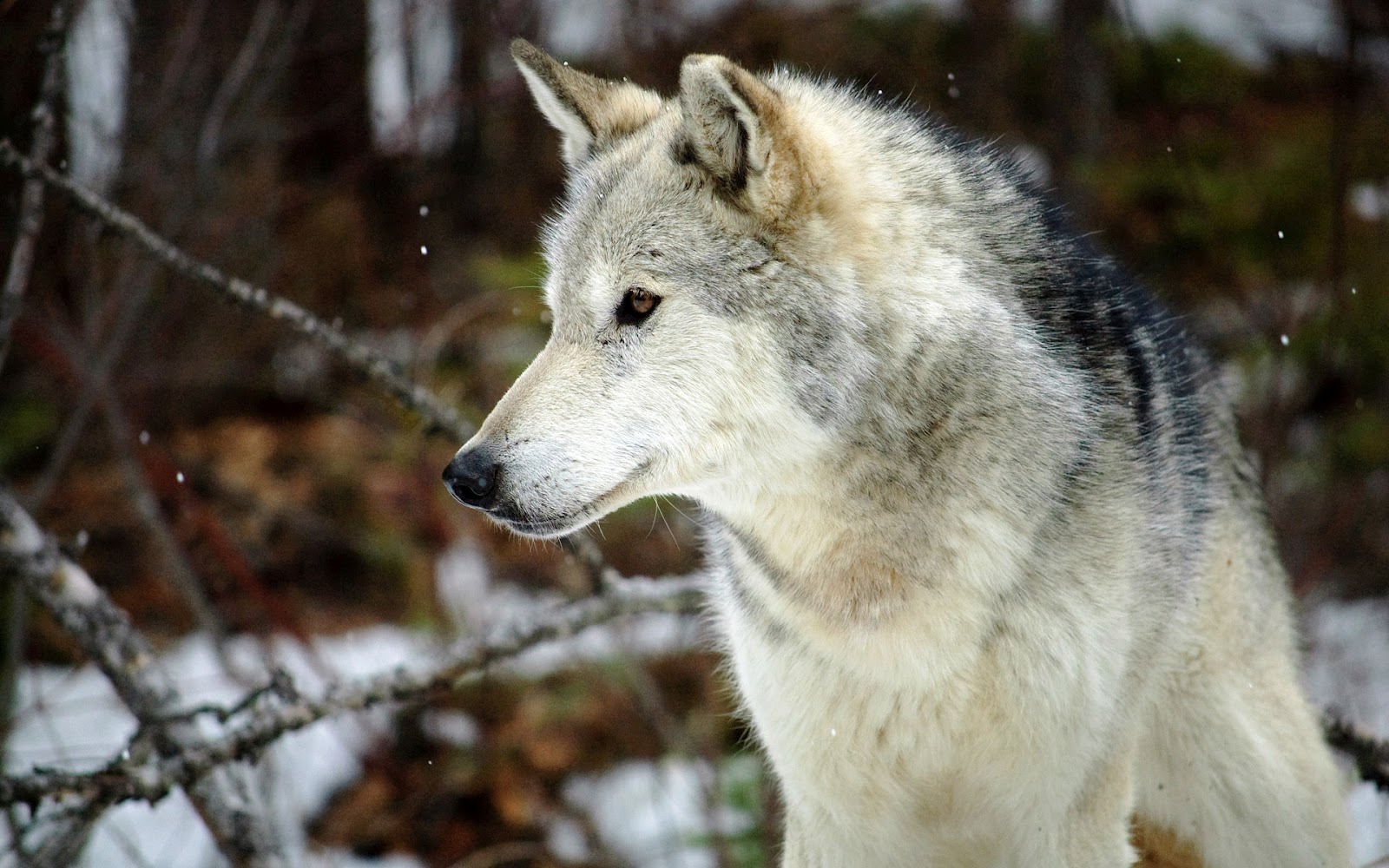 Gray Wolf Wallpapers