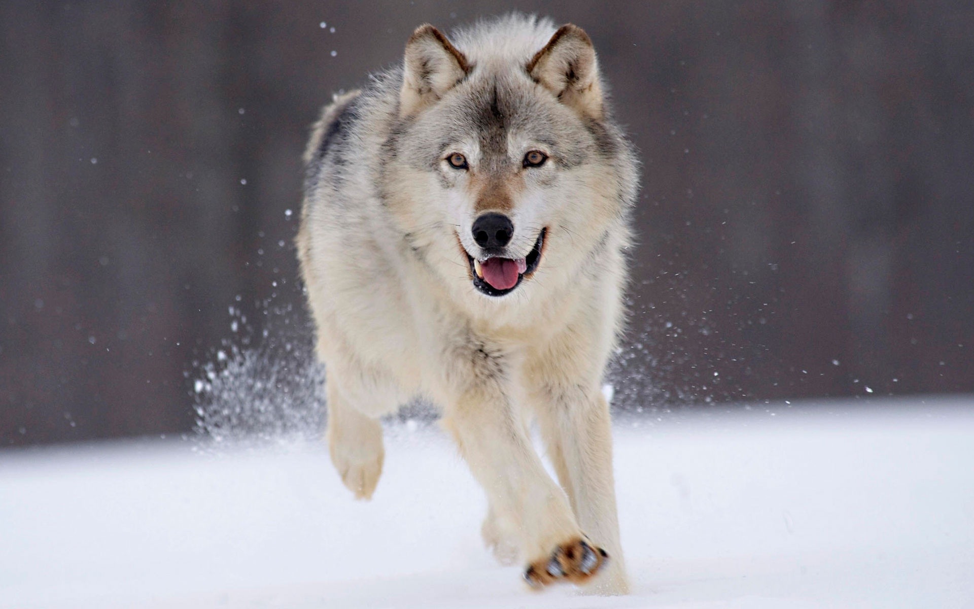 Gray Wolf Wallpapers