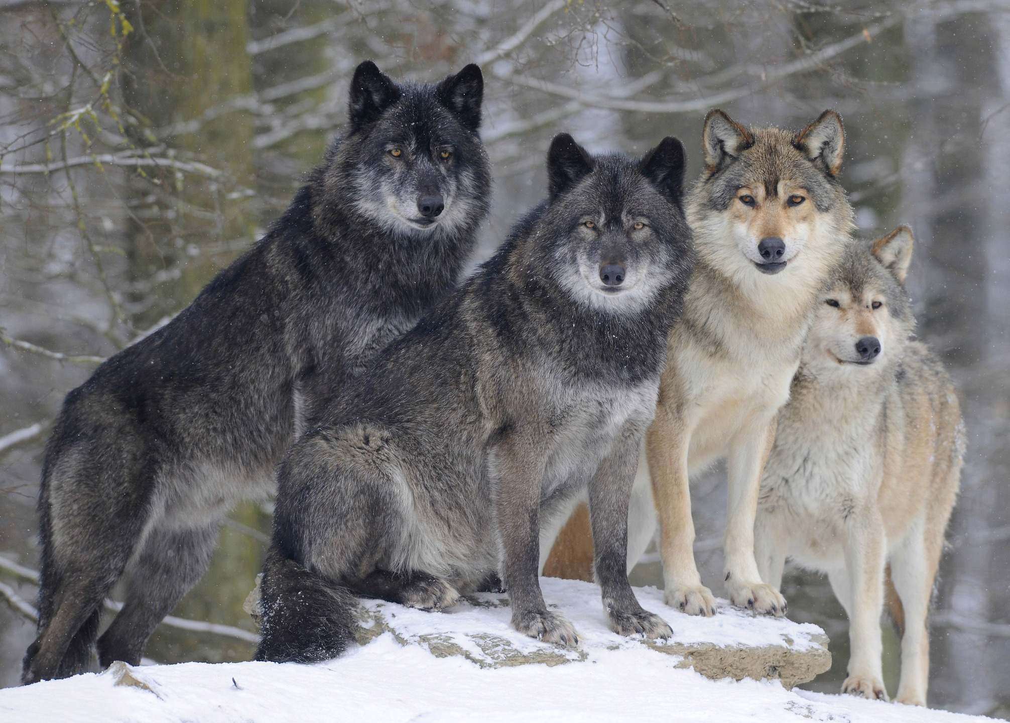 Gray Wolf Wallpapers