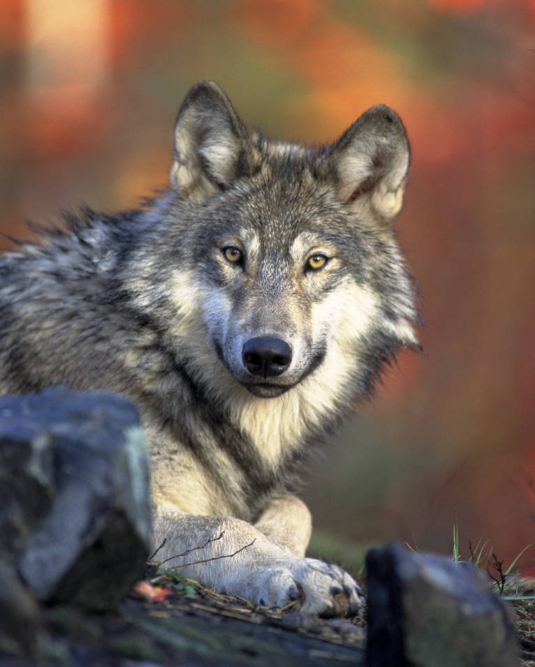 Gray Wolf Wallpapers