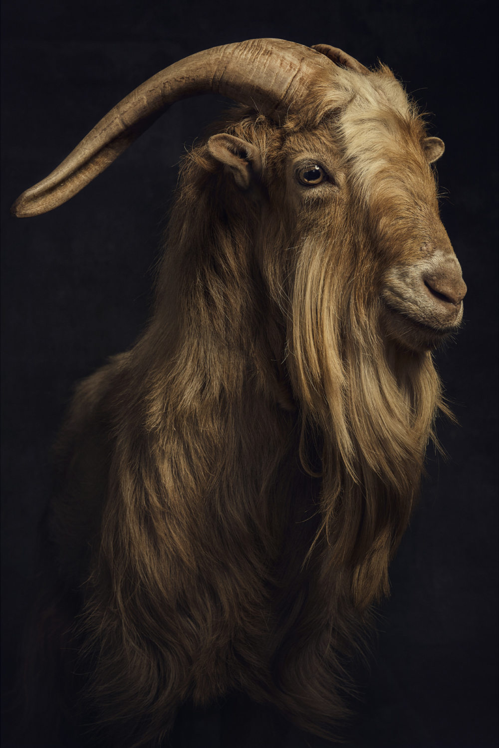 Greatest Of All Time Goat Wallpapers