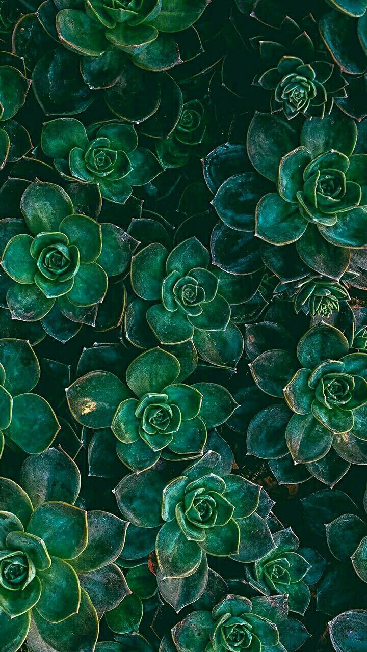 Green And White Aesthetic Wallpapers