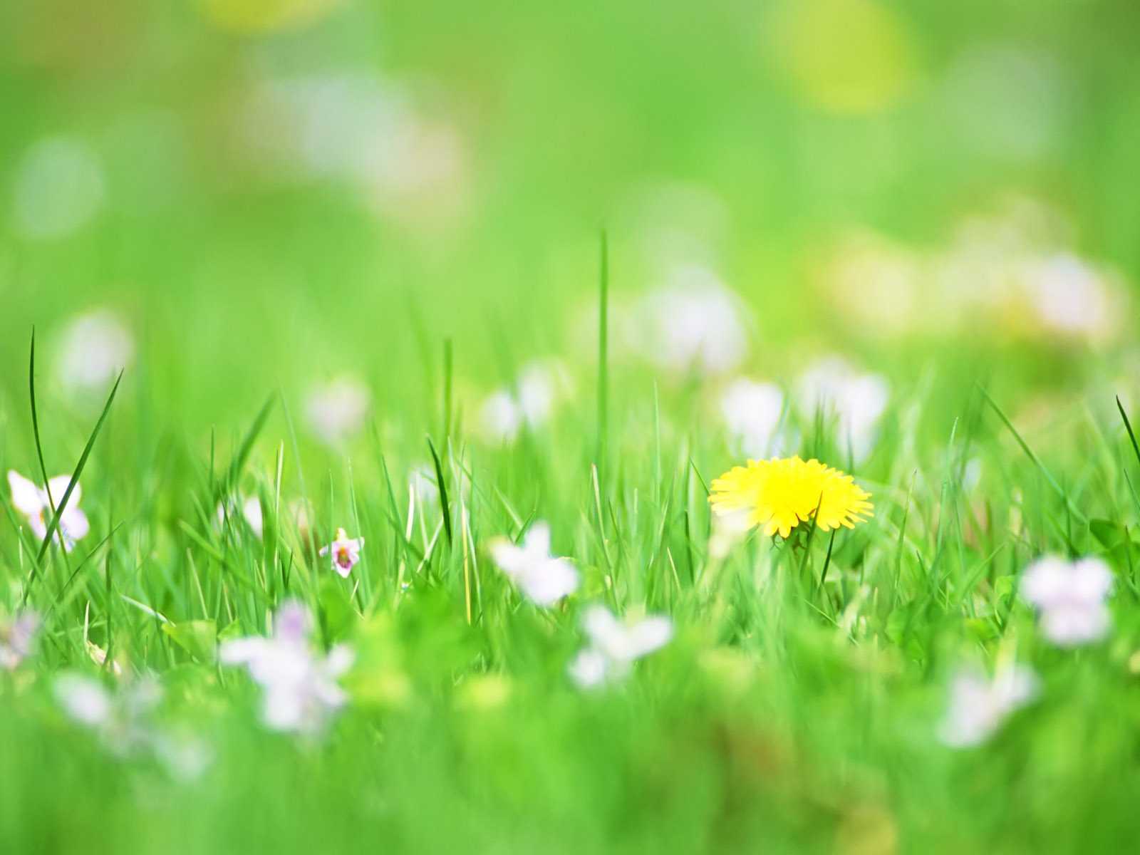 Green Flower Pictures Wallpapers