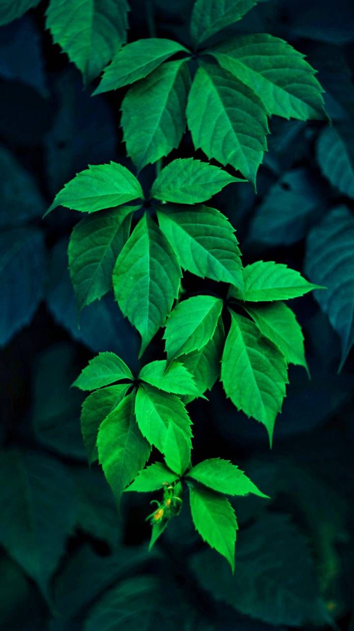 Green Leaf Wallpapers