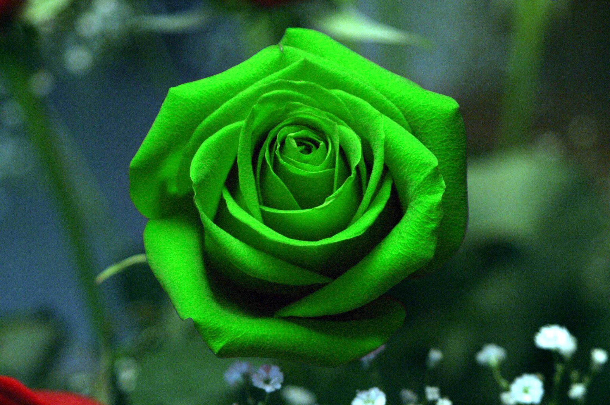 Green Roses Wallpapers