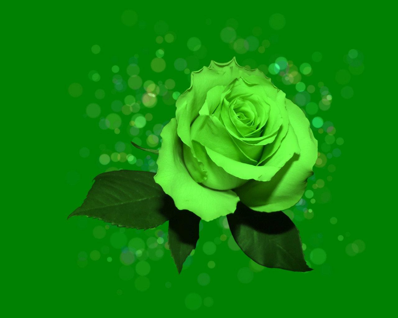 Green Roses Wallpapers