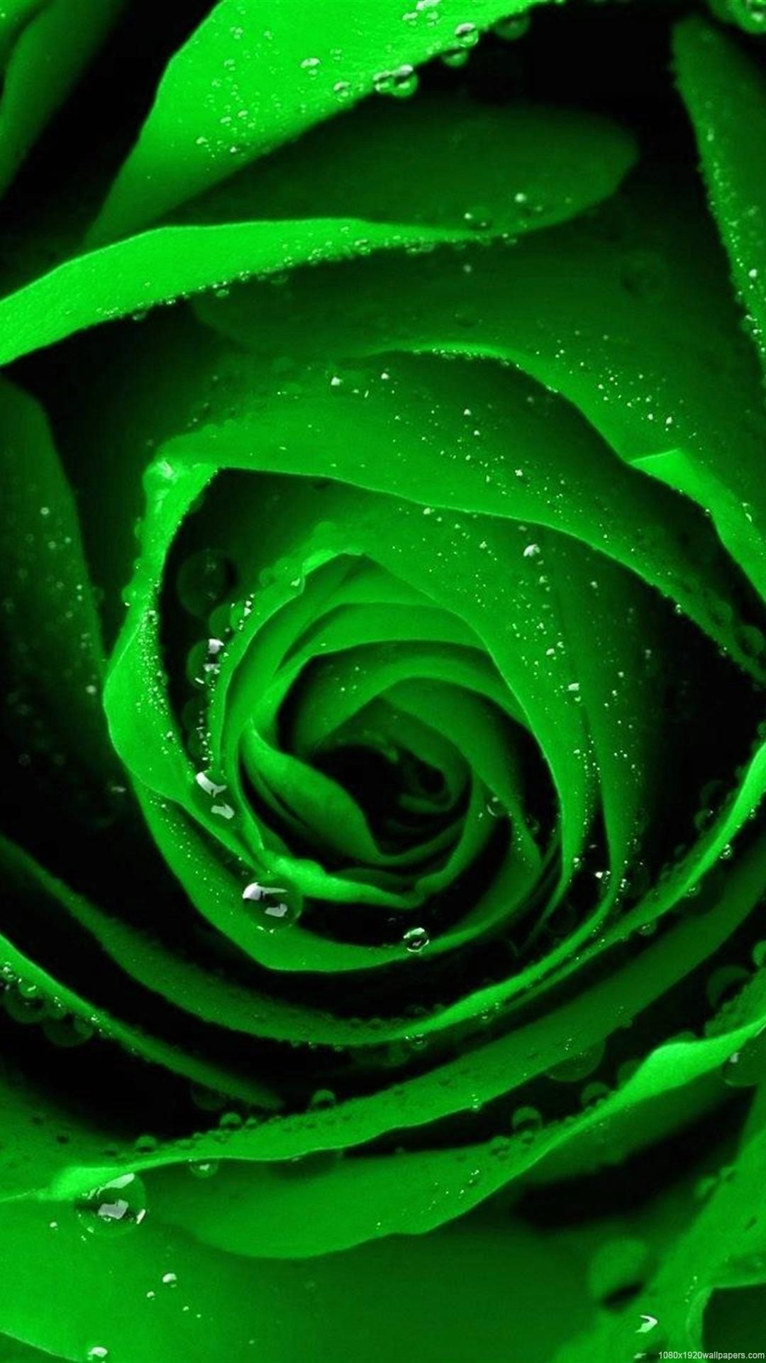 Green Roses Wallpapers