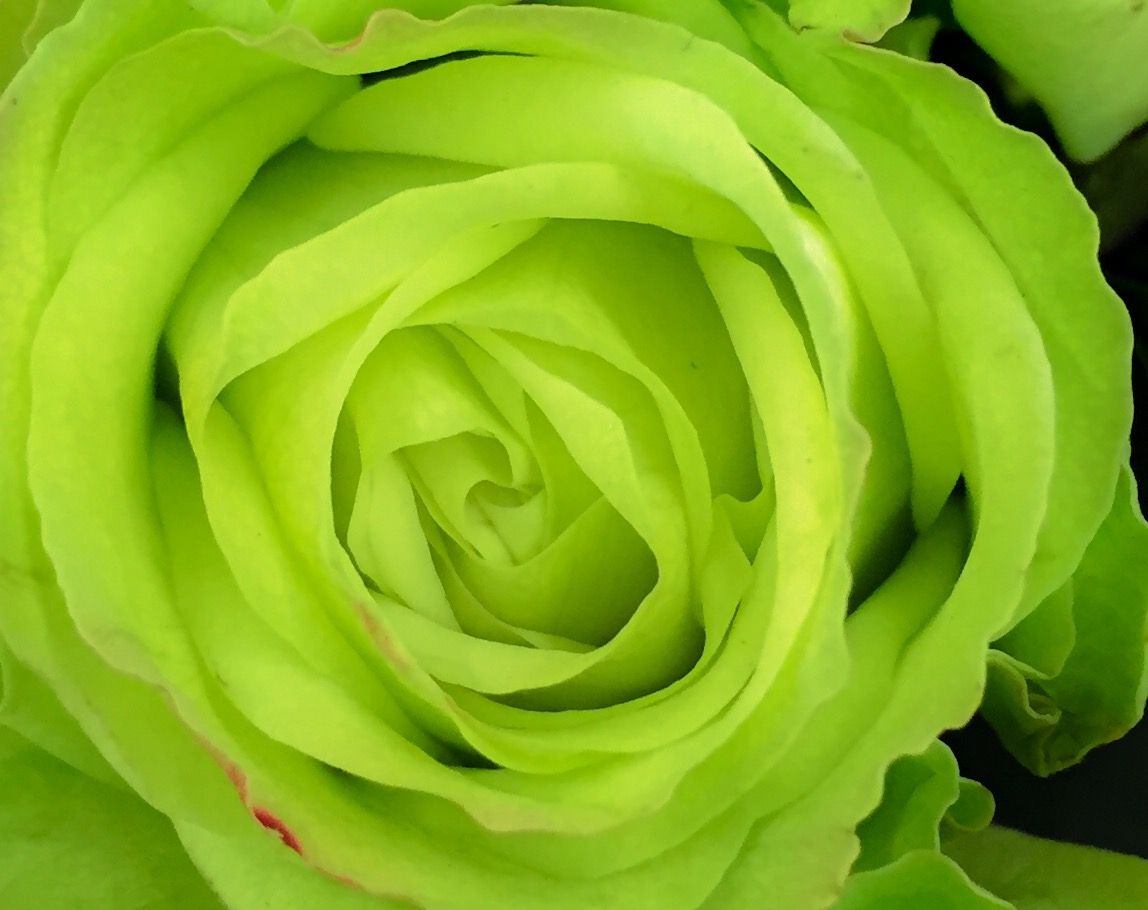 Green Roses Wallpapers