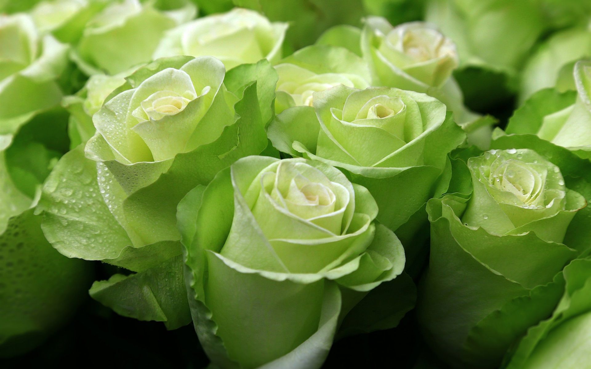 Green Roses Wallpapers