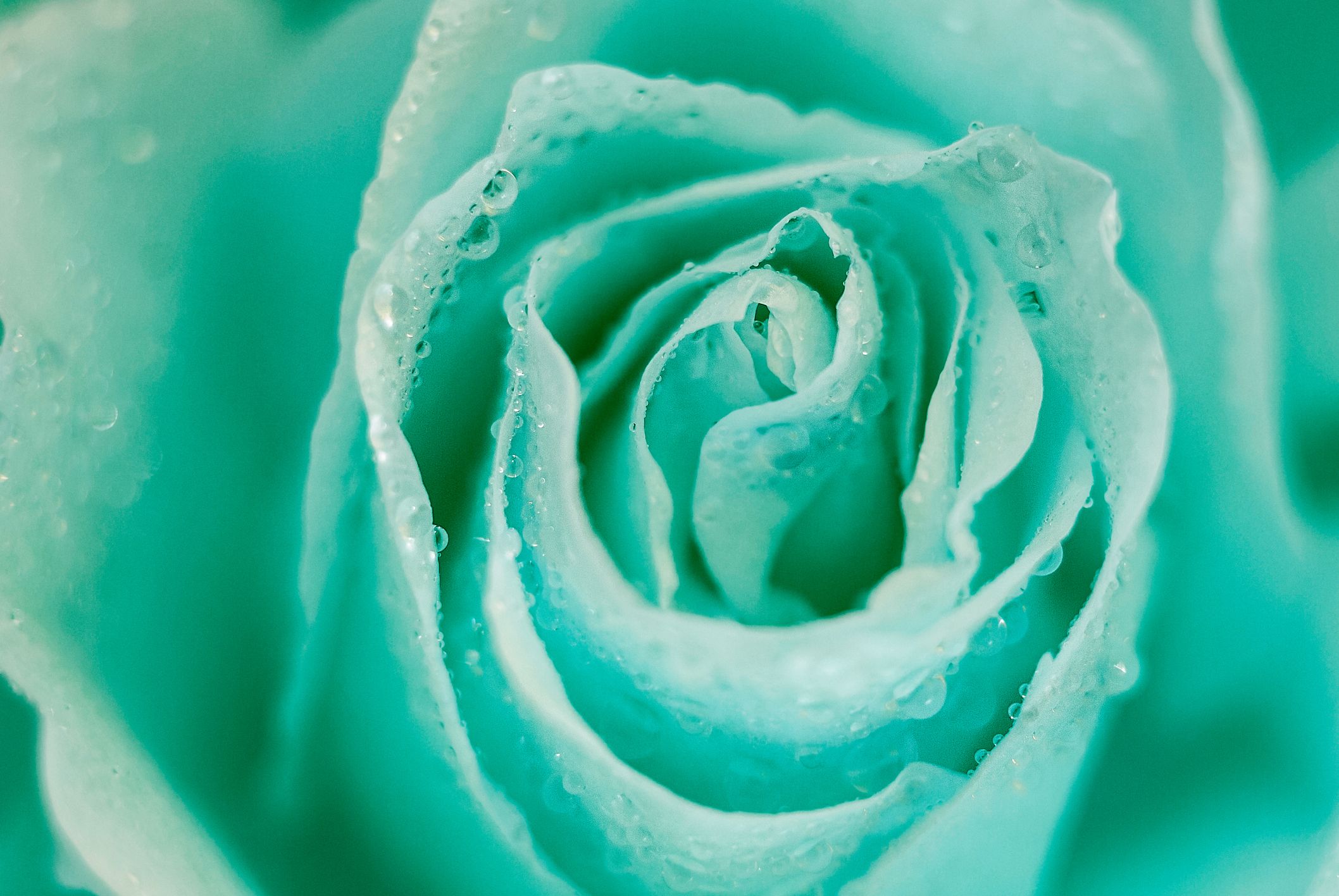 Green Roses Wallpapers