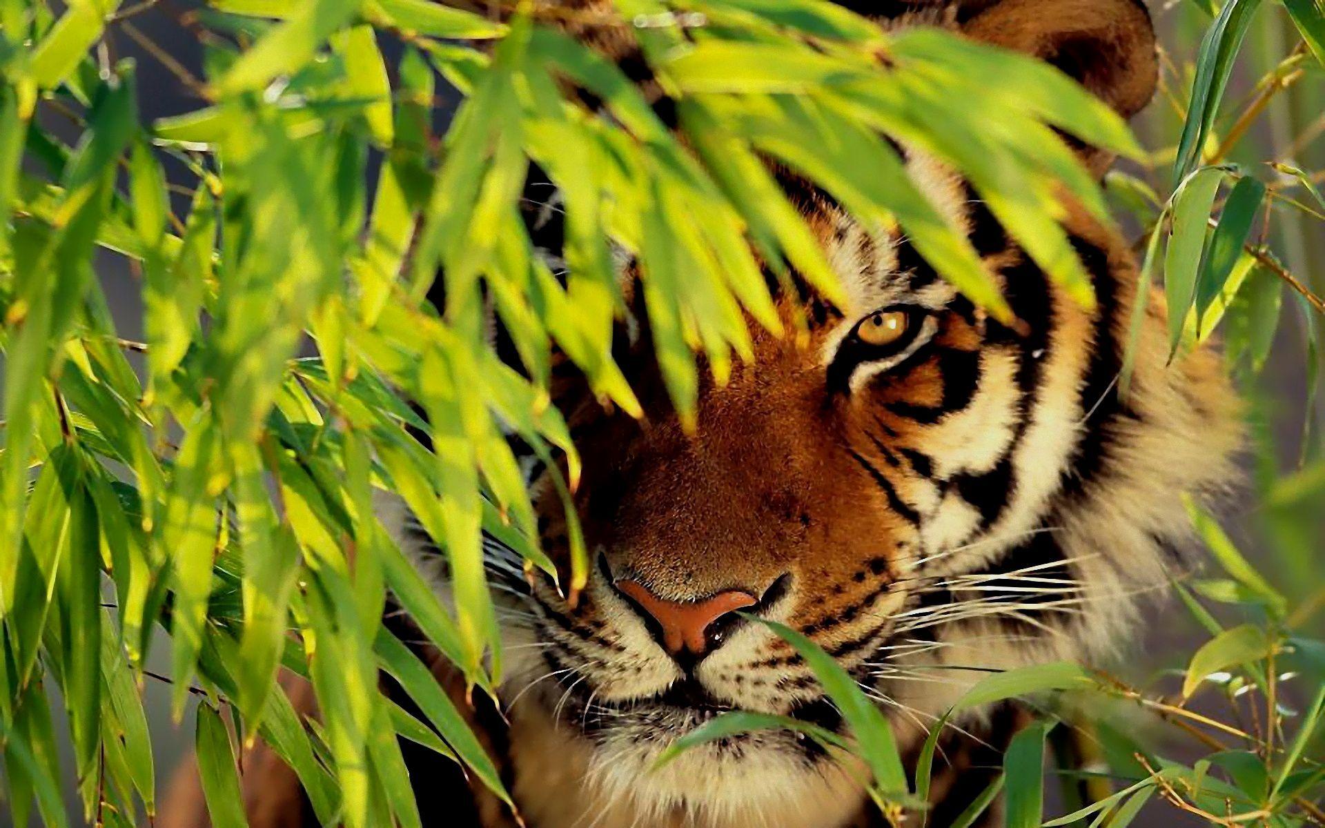 Green Tiger Wallpapers