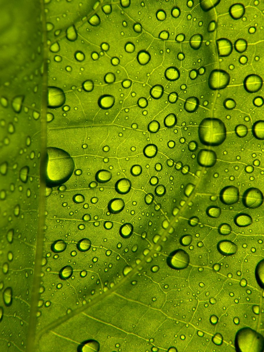 Green Water Wallpapers