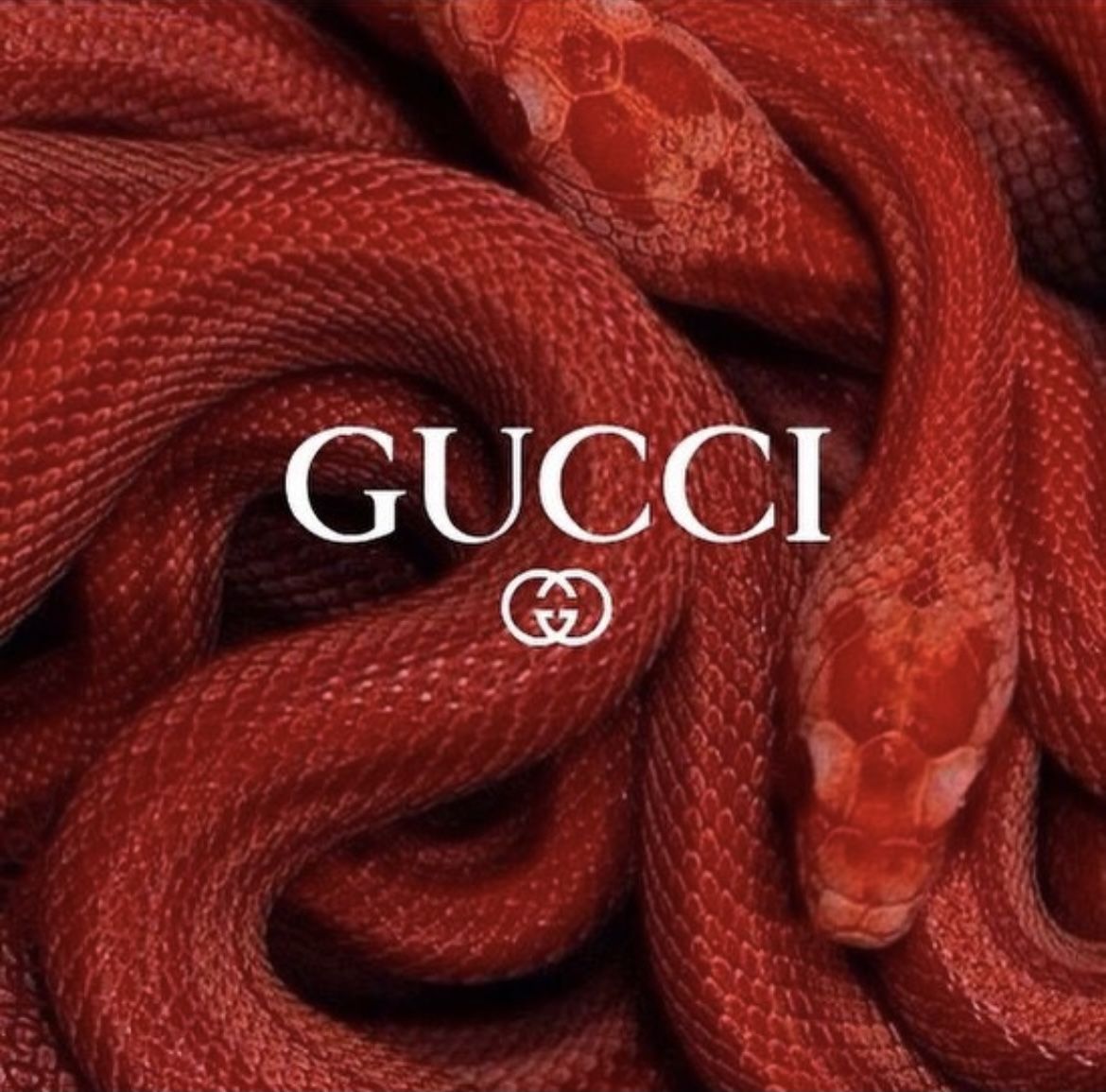 Gucci Red Snake Wallpapers