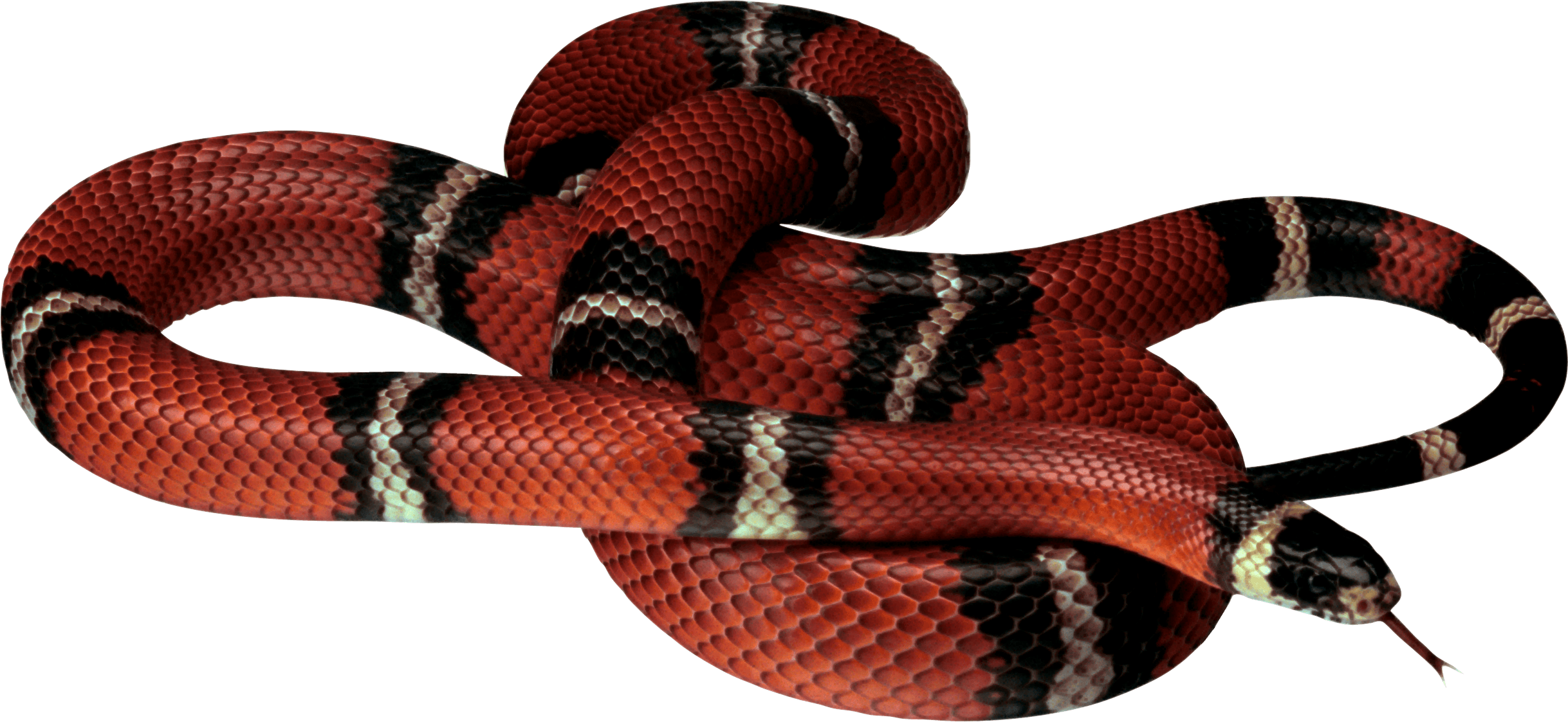 Gucci Red Snake Wallpapers