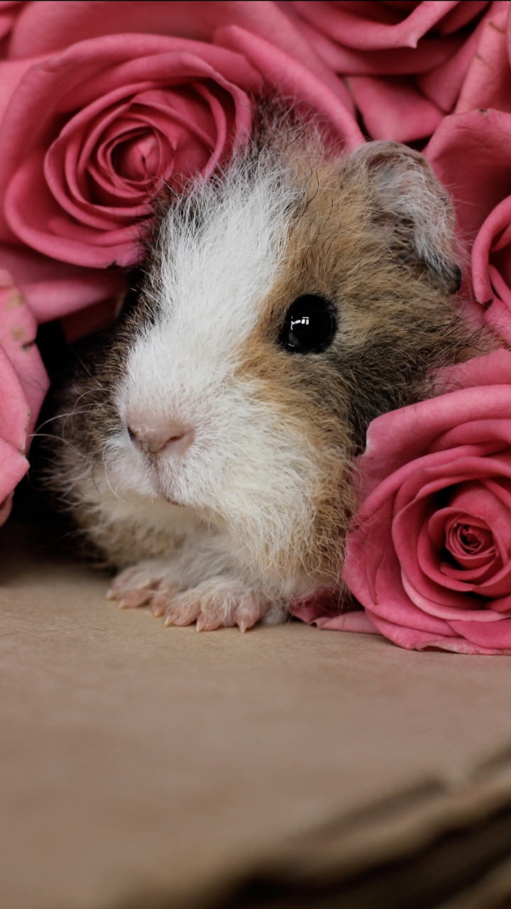 Guinea Pig Iphone Wallpapers