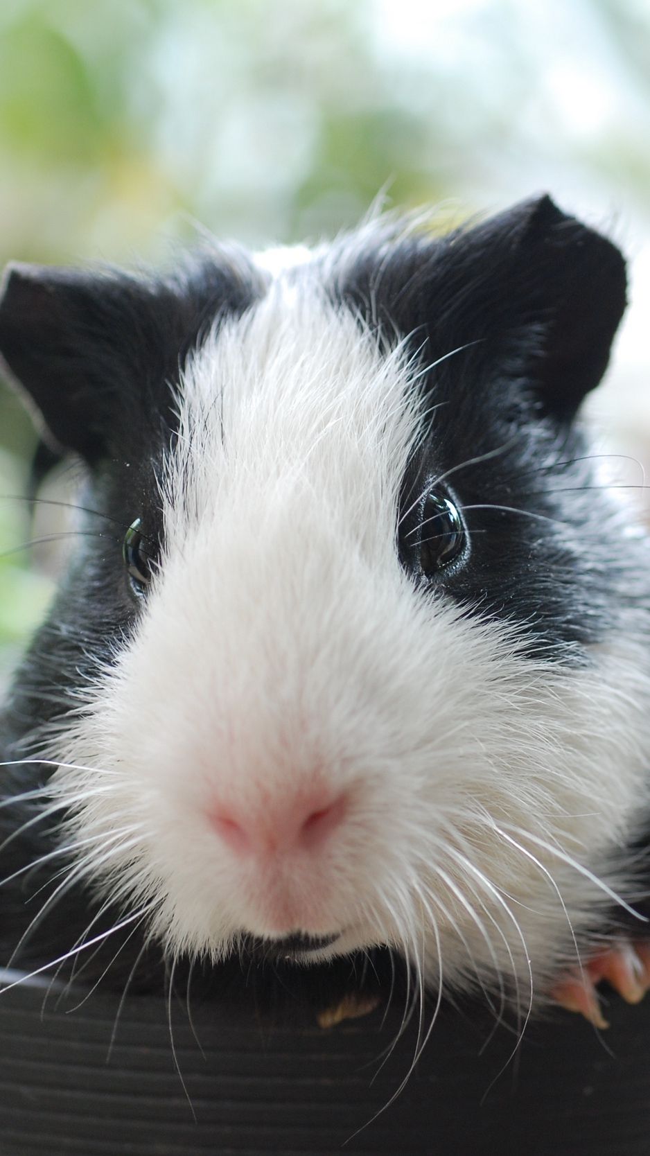 Guinea Pig Iphone Wallpapers