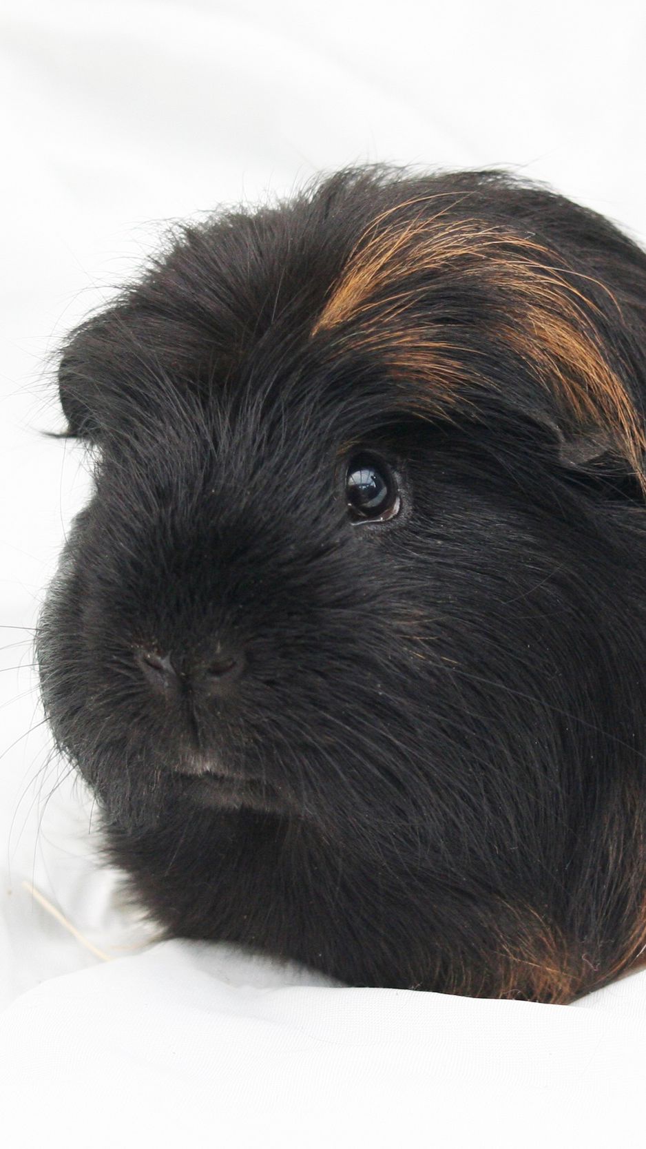 Guinea Pig Iphone Wallpapers