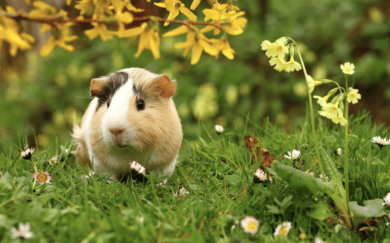 Guinea Pig Iphone Wallpapers