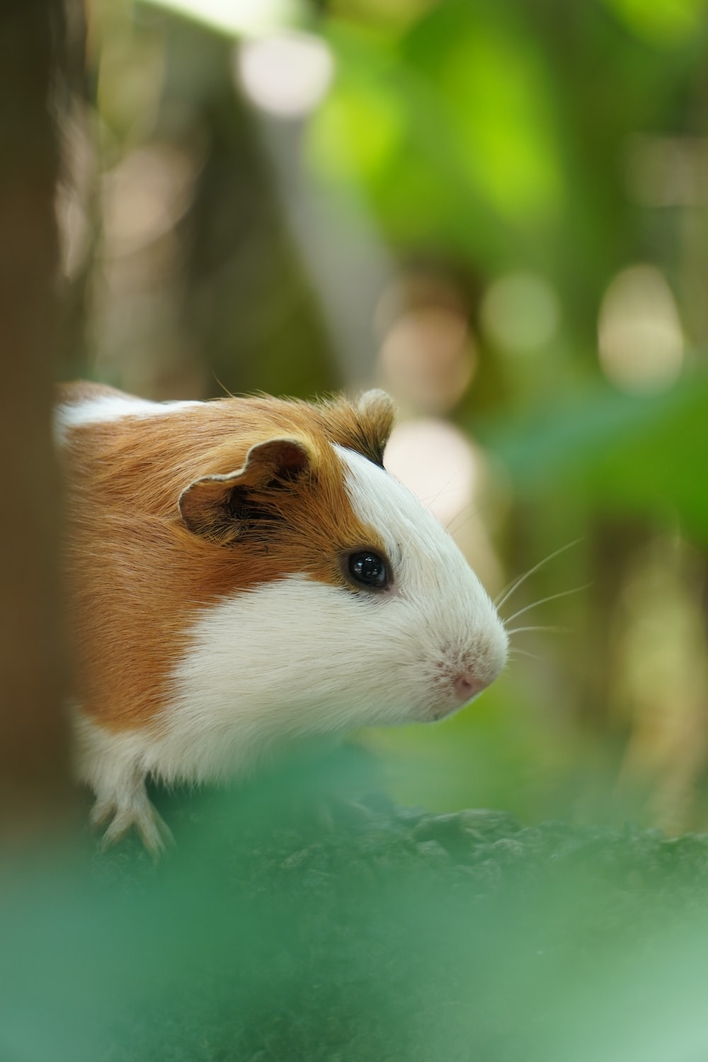 Guinea Pig Iphone Wallpapers