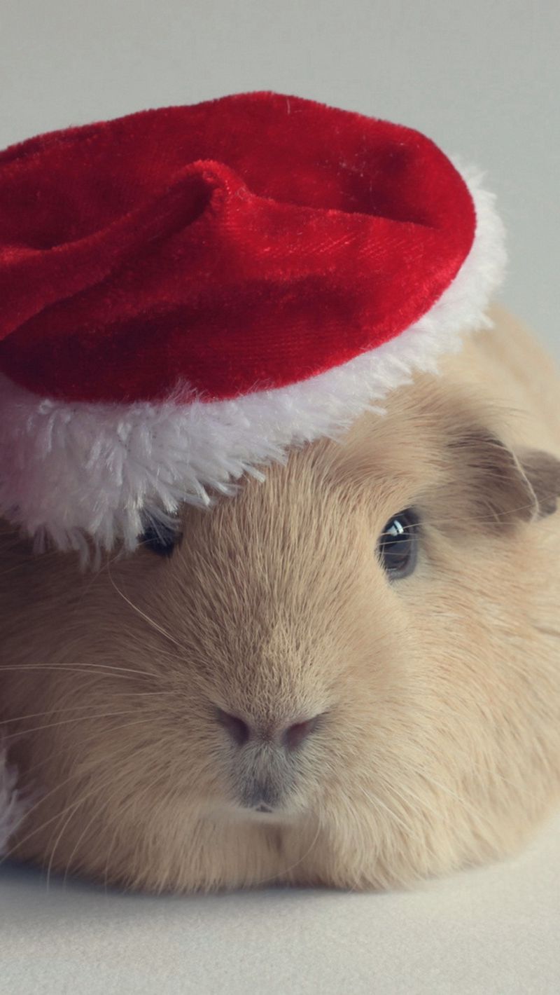 Guinea Pig Iphone Wallpapers