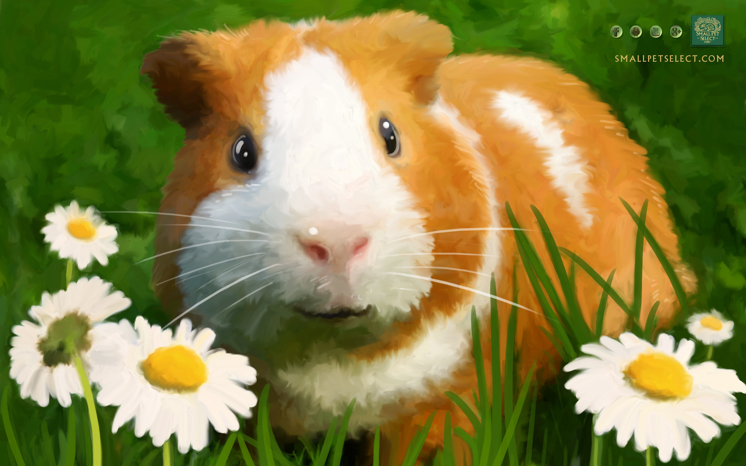 Guinea Pig Iphone Wallpapers