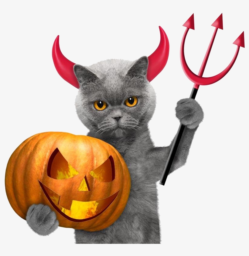 Halloween Cats Wallpapers