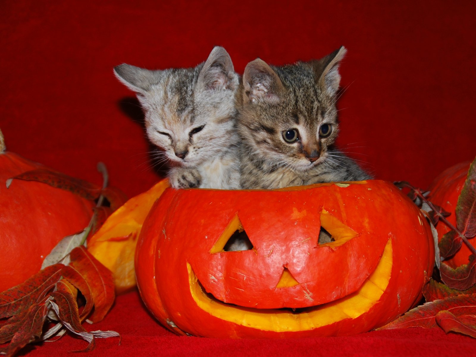 Halloween Cats Wallpapers