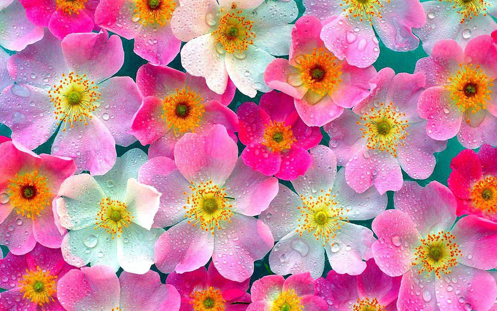 Happy Flowers Images Wallpapers