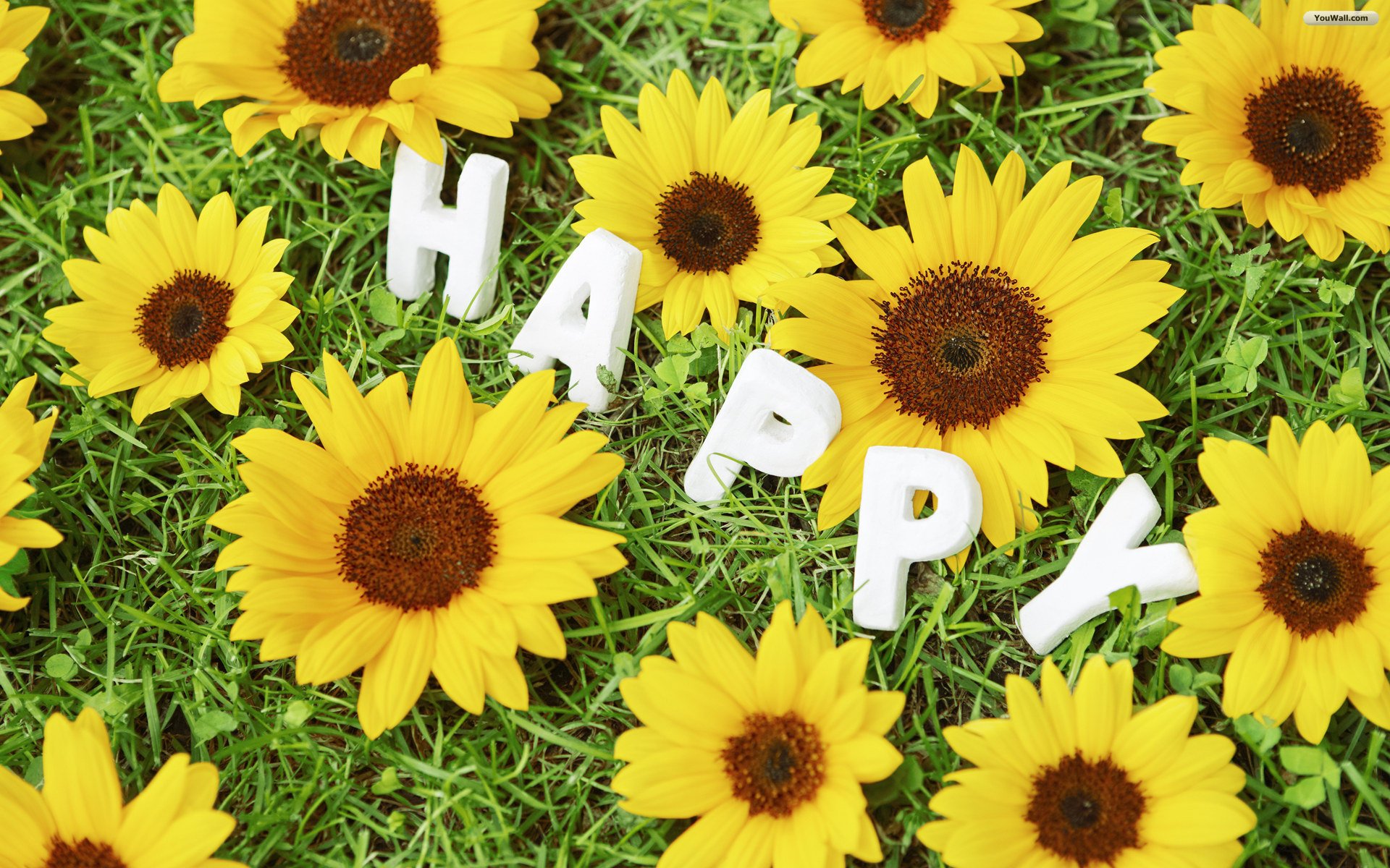 Happy Flowers Images Wallpapers