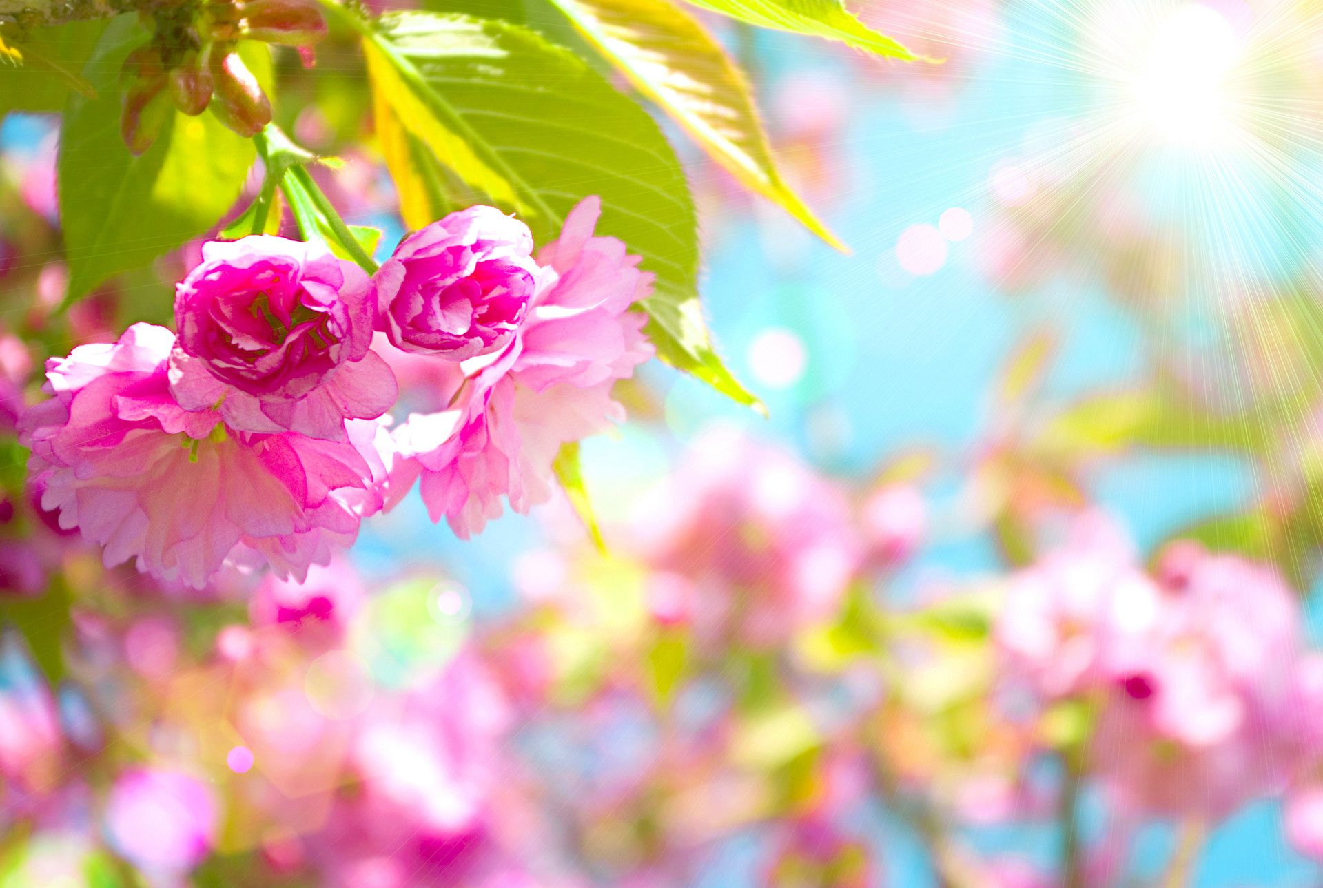 Happy Spring Wallpapers