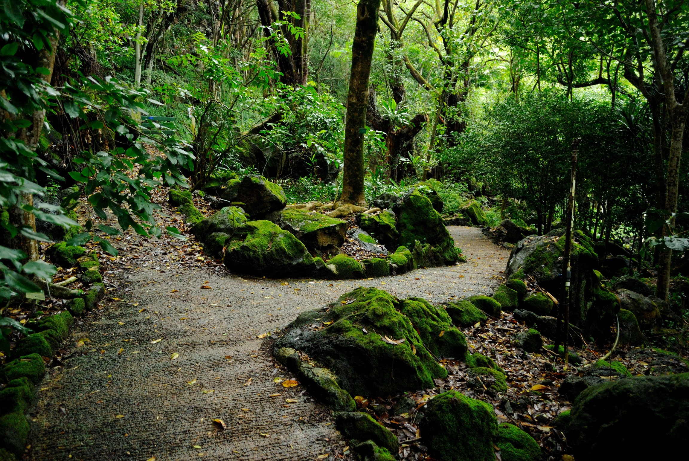 Hawaii Forest Wallpapers